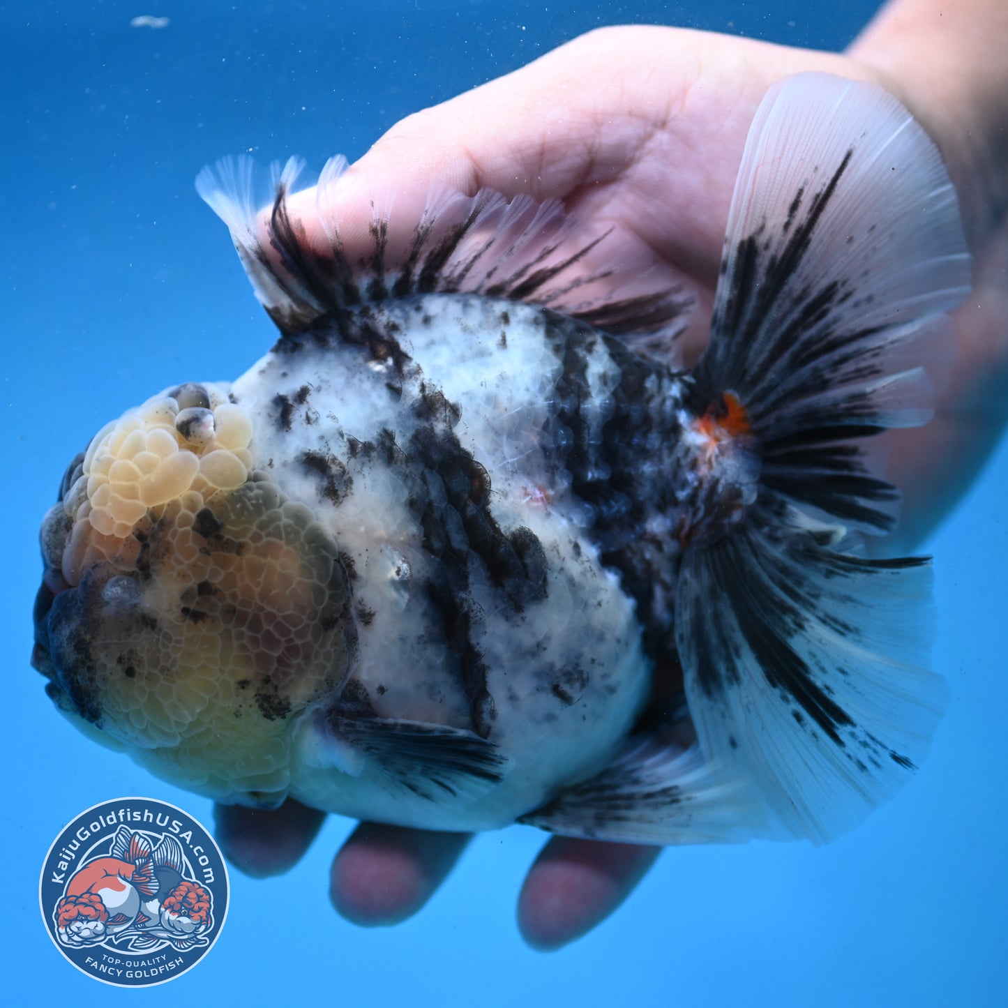 White Tiger Oranda 4 inch Body (250926_OR02)