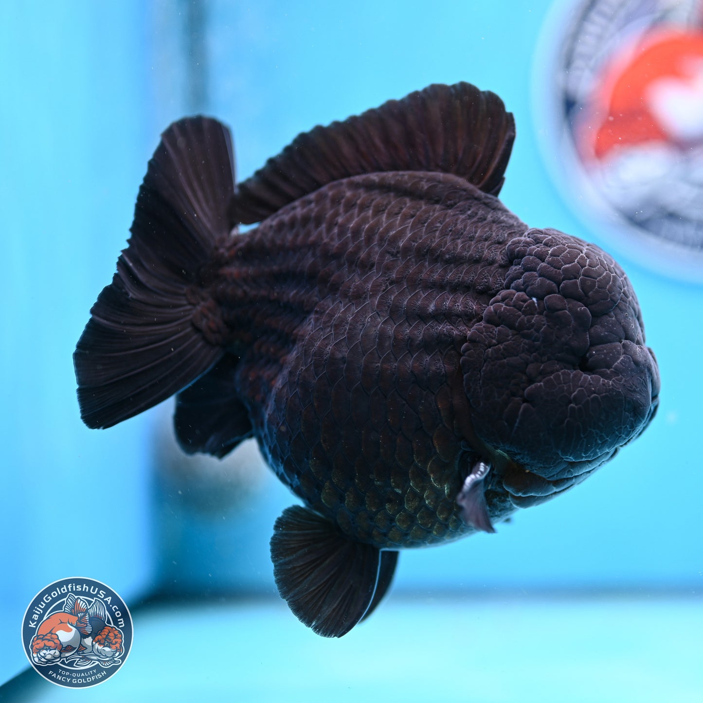 Jumbo Shogun Godzilla Jet Black Oranda 5in Body (240823_OR2) - Overnight shipping only - Kaiju Goldfish USA