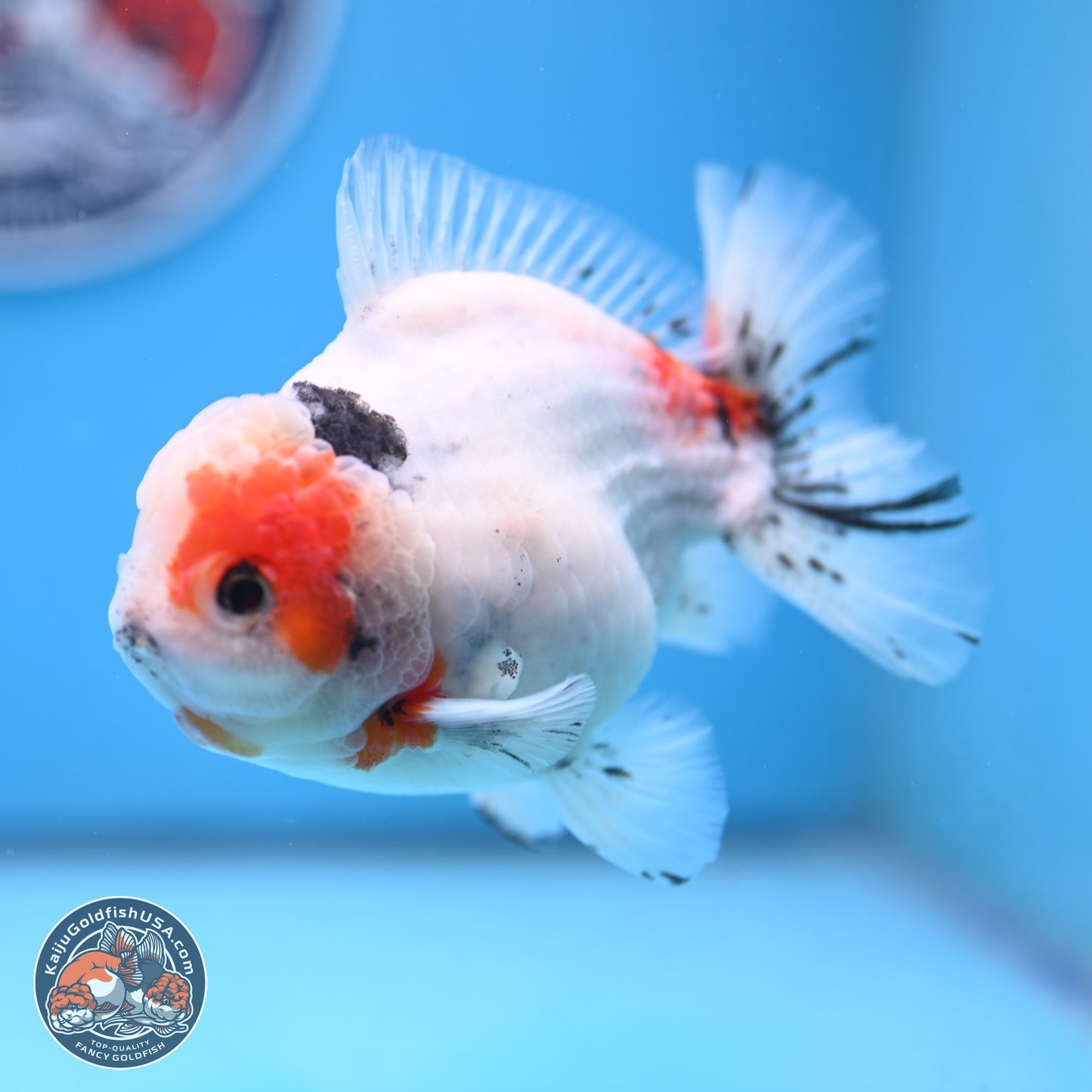 Tricolor Sakura Oranda 4.5 inches Body - Male (250117_OR02) - Kaiju Goldfish USA