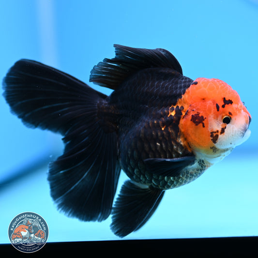 Apache Rose Tail Oranda 3.25in Body (240830_OR02) - Kaiju Goldfish USA