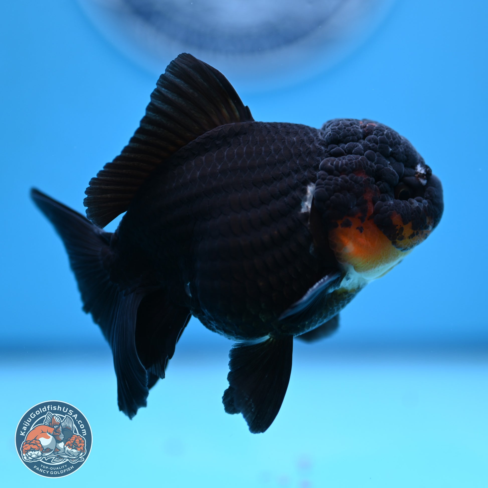 Tricolor Oranda 3.5in body (240809_OR02) - Kaiju Goldfish USA