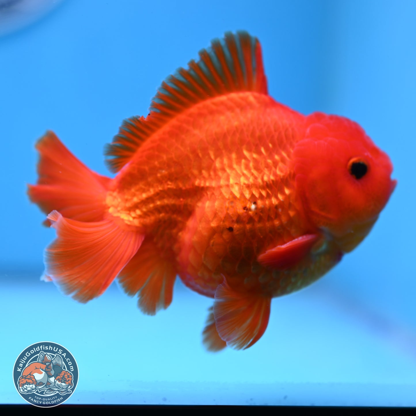 Classic Red YuanBao Oranda 4 inches Body - Male (250307_OR02)