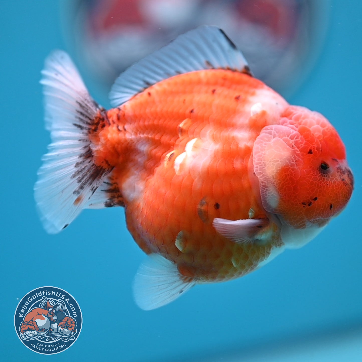 Shogun Tricolor Sakura Oranda 3.5 inches Body (250606_OR02)