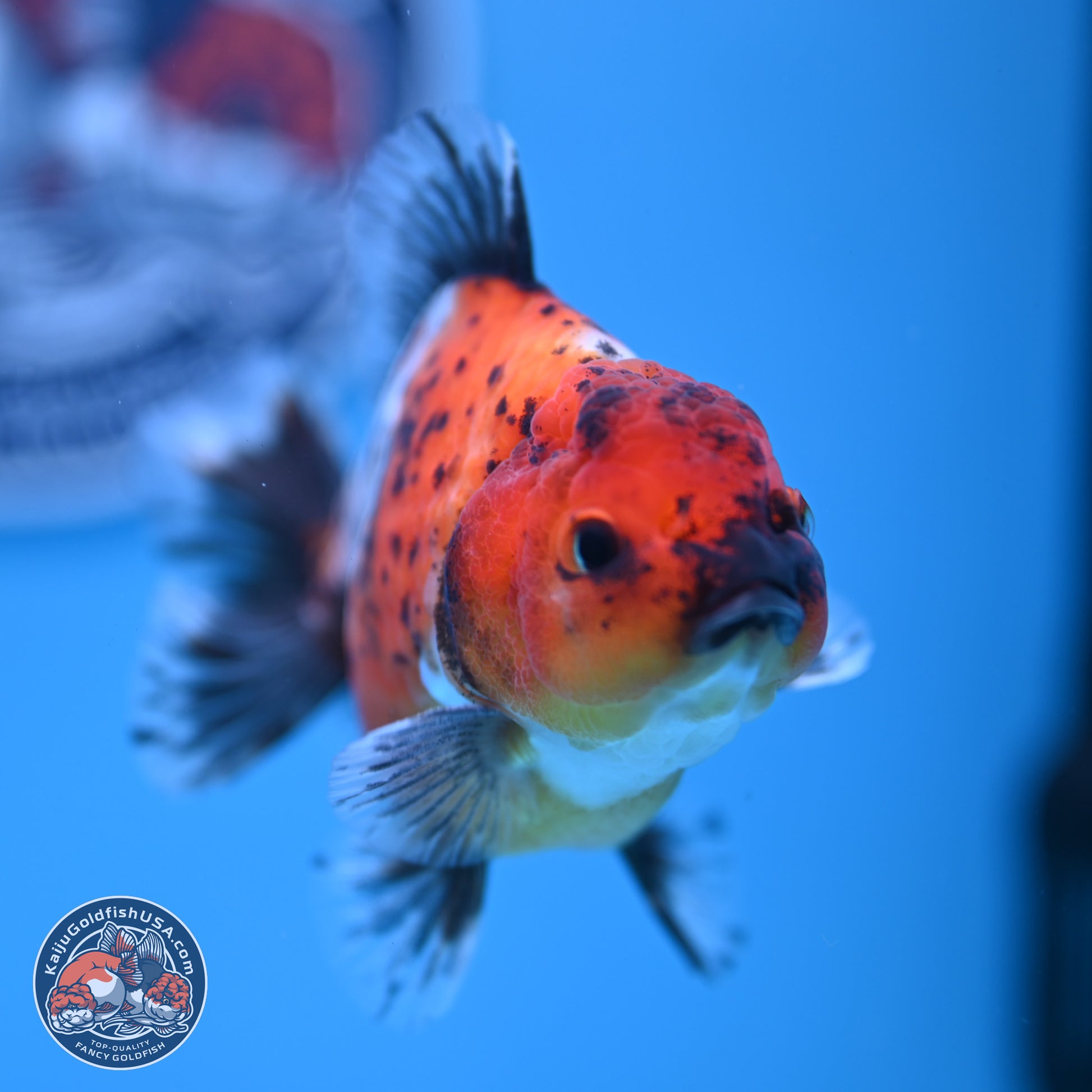 Shogun Calico Oranda 3.5-4.5 in (241011_OR02) - Kaiju Goldfish USA