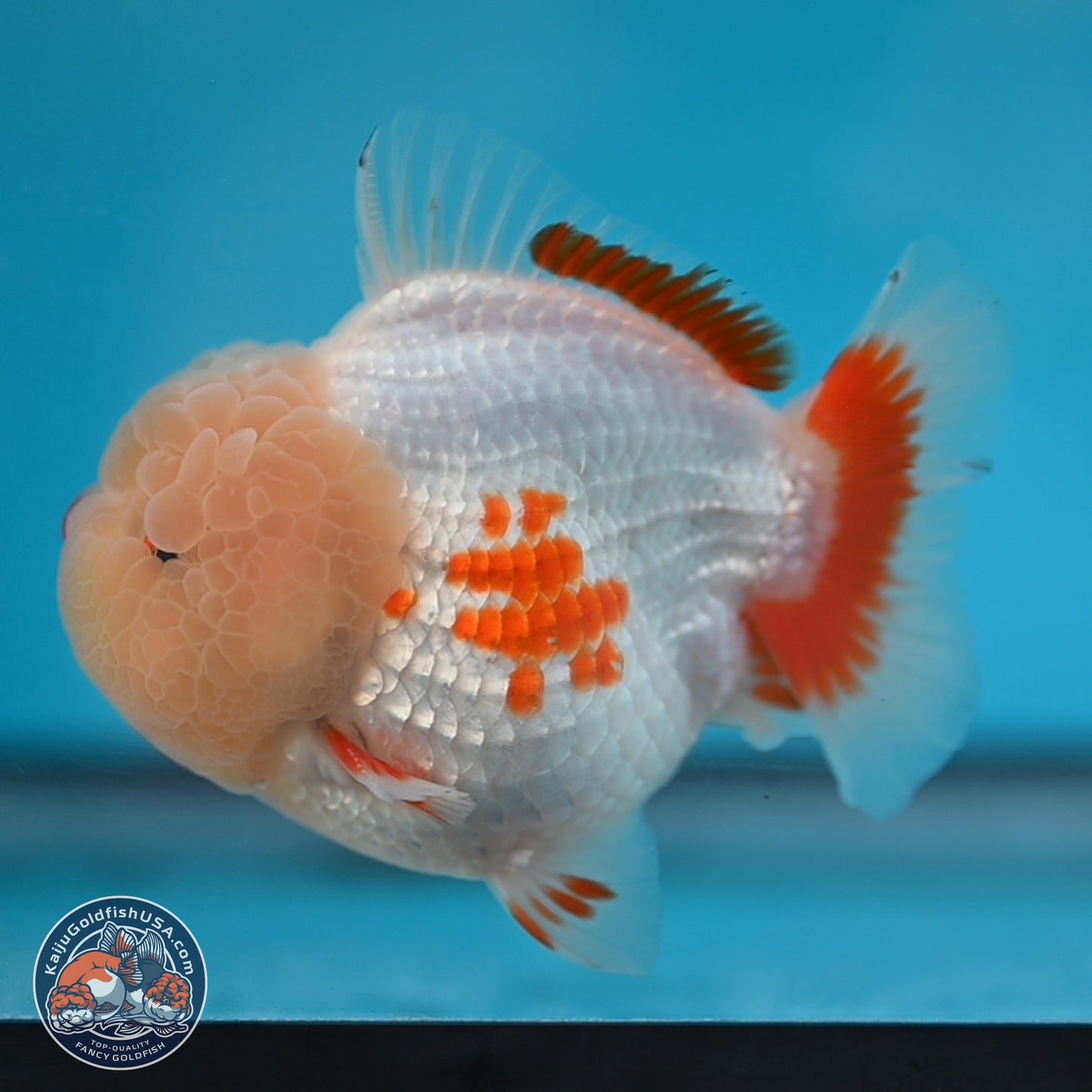 Jade Head Red White YuanBao Oranda 3.75 inches Body - Male (250131_OR02)