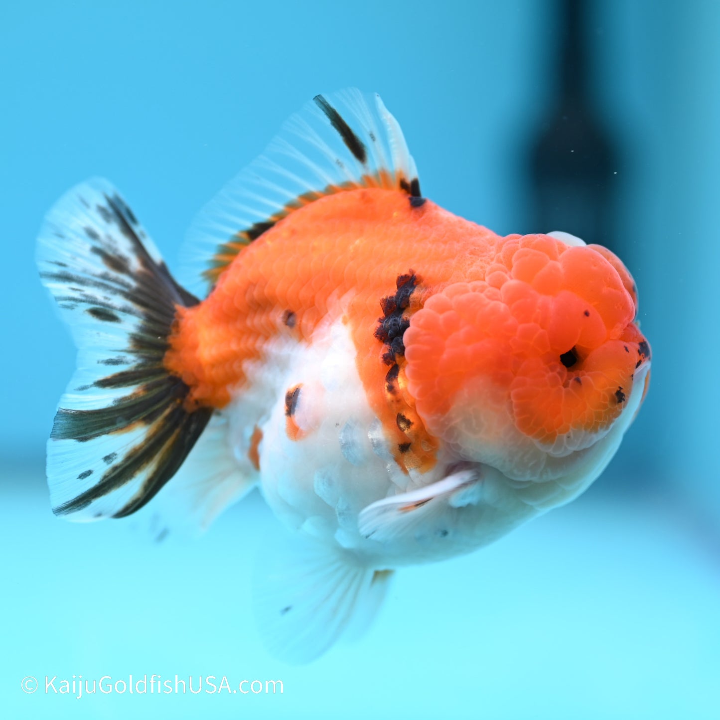 Tricolor Sakura YuanBao Oranda 3.5 inches (240517_OR02) - Kaiju Goldfish USA