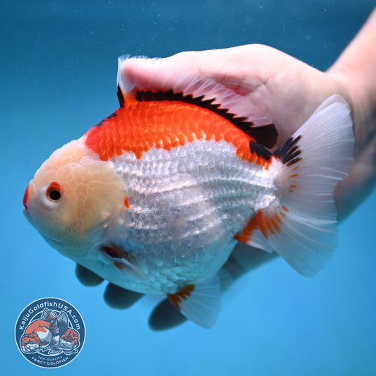 Jumbo Tricolor Oranda 5 inch Body (251003_OR02)