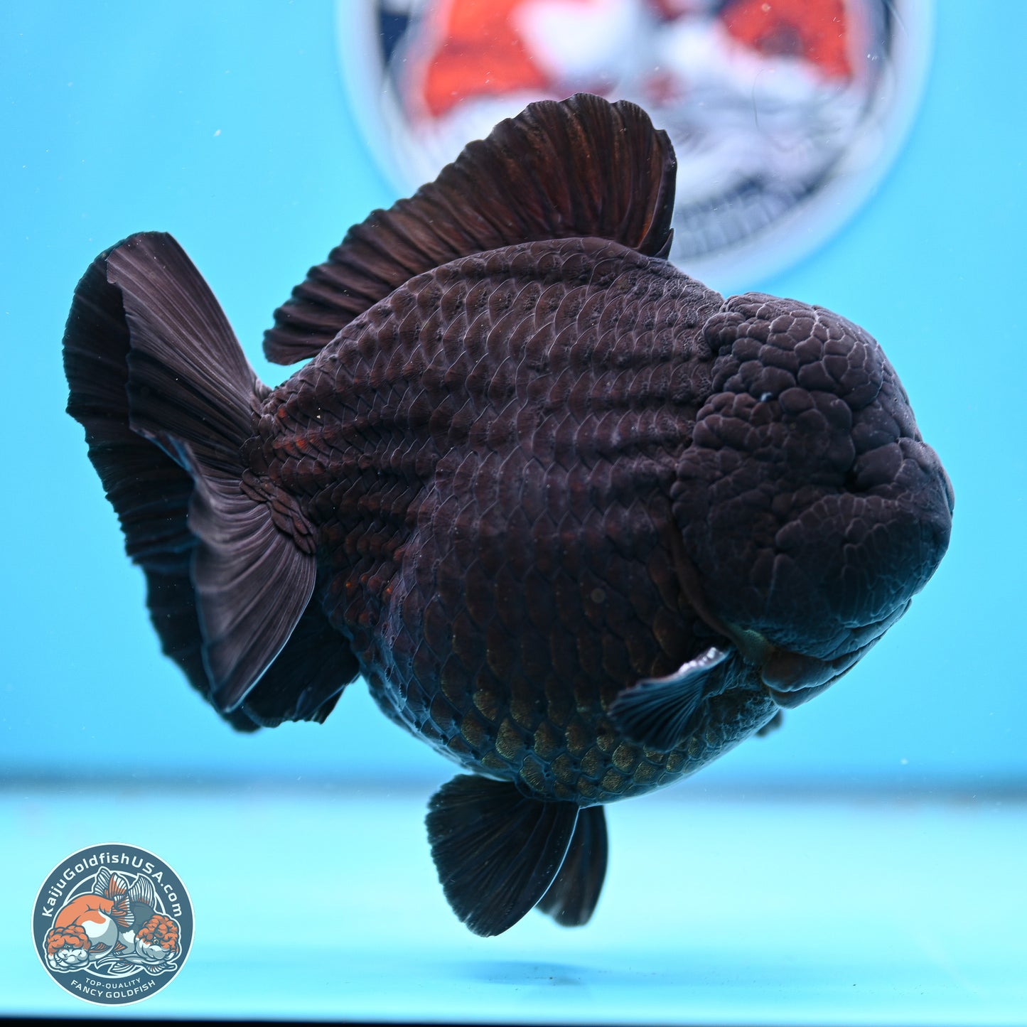 Jumbo Shogun Godzilla Jet Black Oranda 5in Body (240823_OR2) - Overnight shipping only - Kaiju Goldfish USA