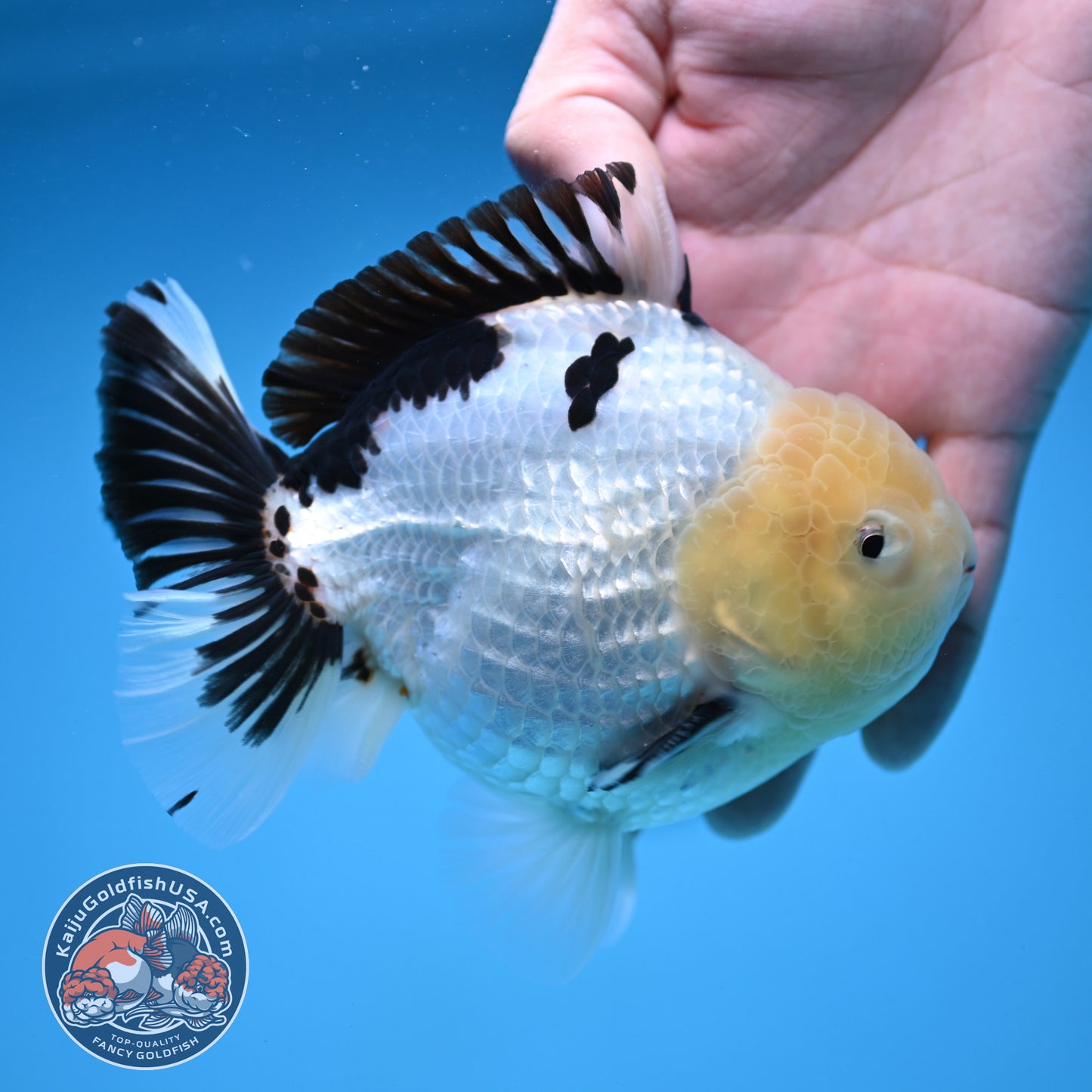 Panda Oranda 4.5 inch Body (250912_OR02)
