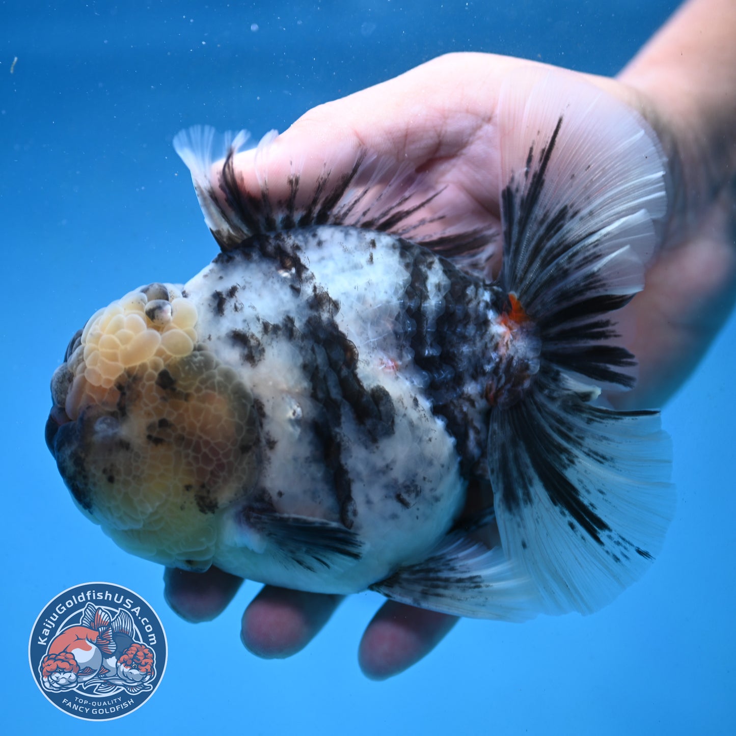 White Tiger Oranda 4 inch Body (250926_OR02)