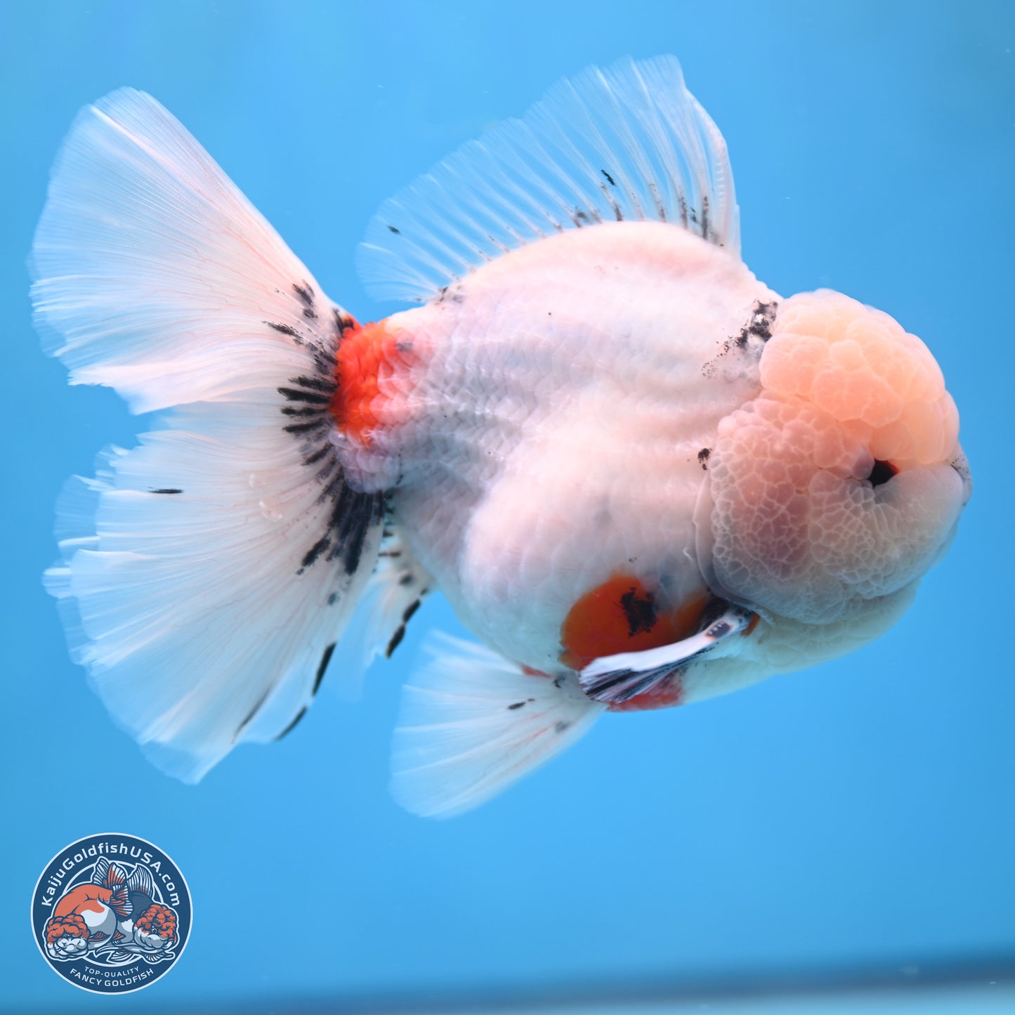 Calico Rose Tail Oranda 6 inches - Male (241115_OR02) - Kaiju Goldfish USA