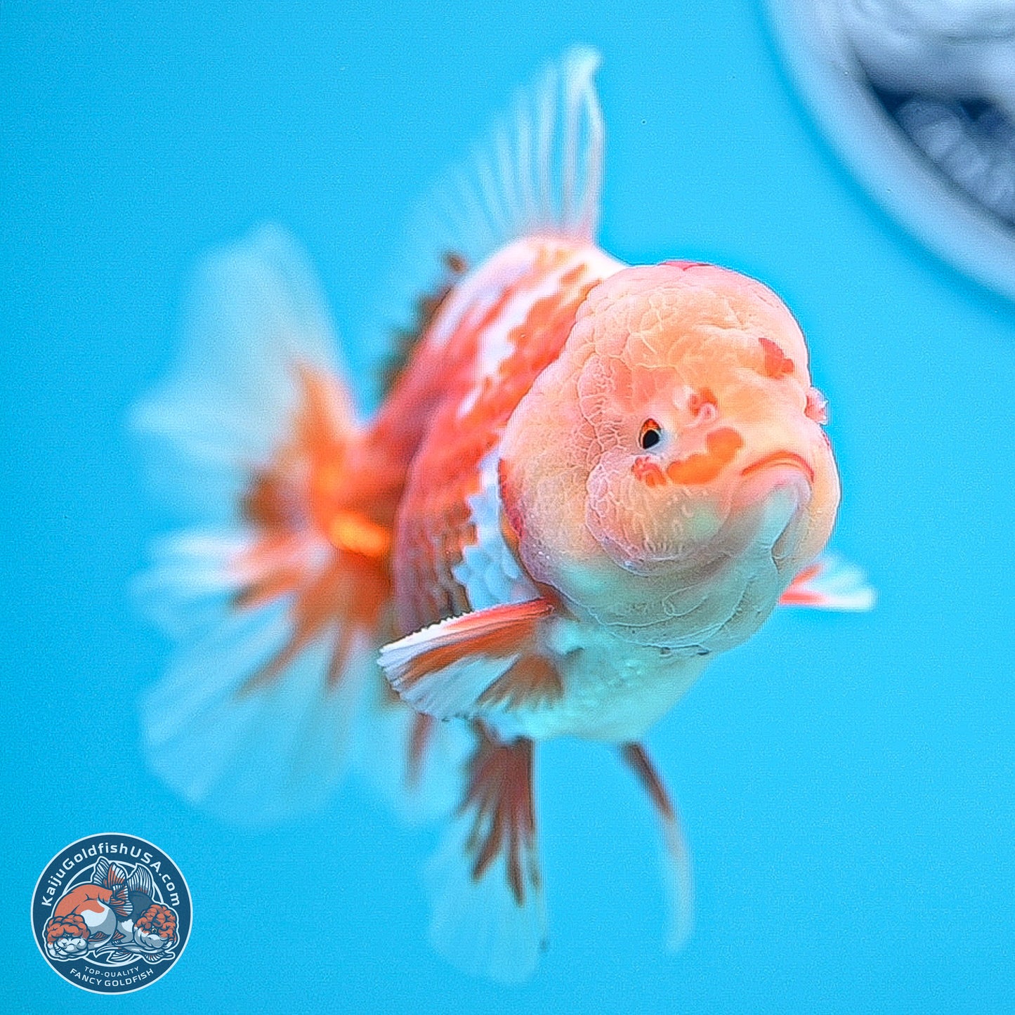 Red White Rose Tail Oranda 5 inches - Male (241129_OR02) - Kaiju Goldfish USA