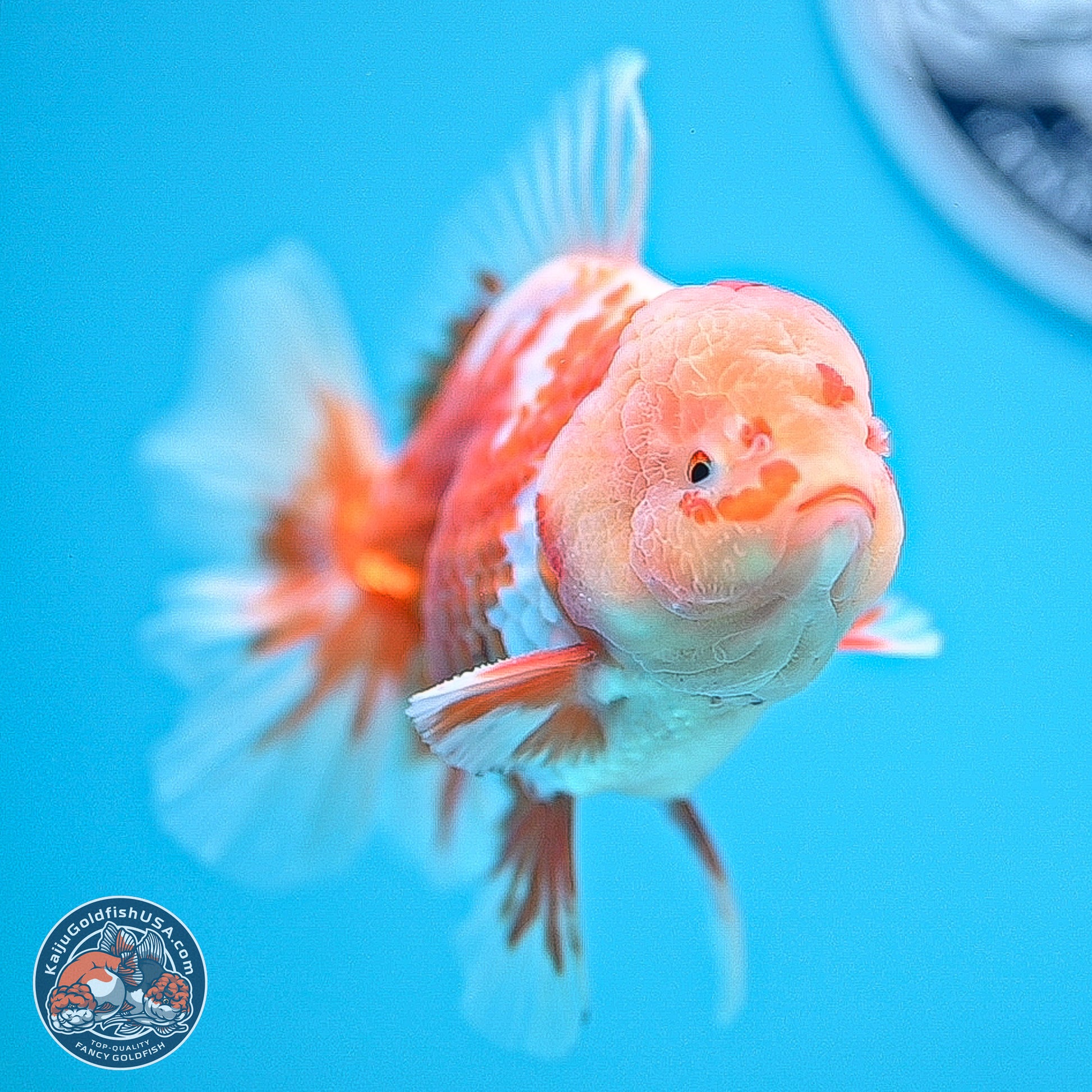 Red White Rose Tail Oranda 5 inches - Male (241129_OR02) - Kaiju Goldfish USA