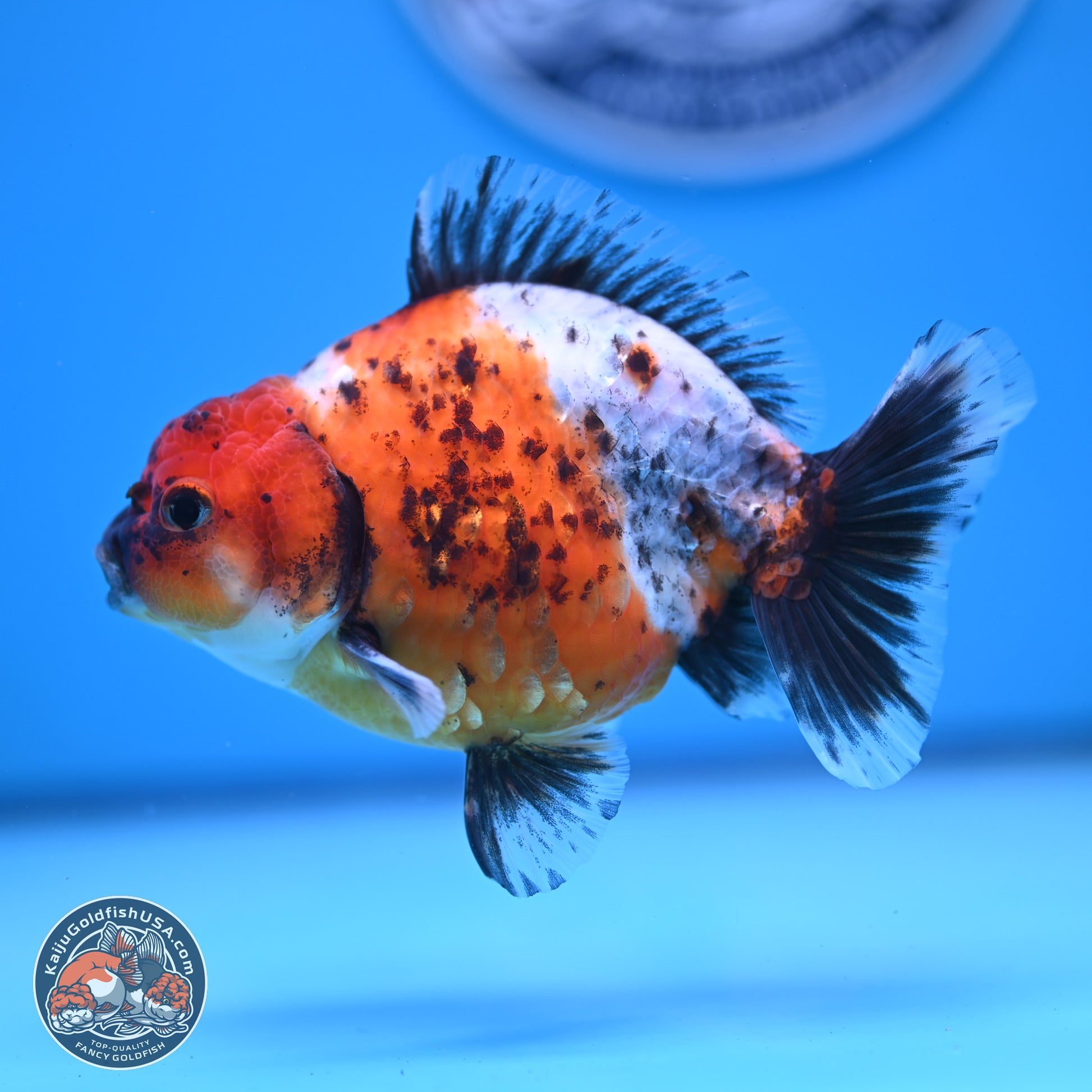 Shogun Calico Oranda 3.5-4.5 in (241011_OR02) - Kaiju Goldfish USA