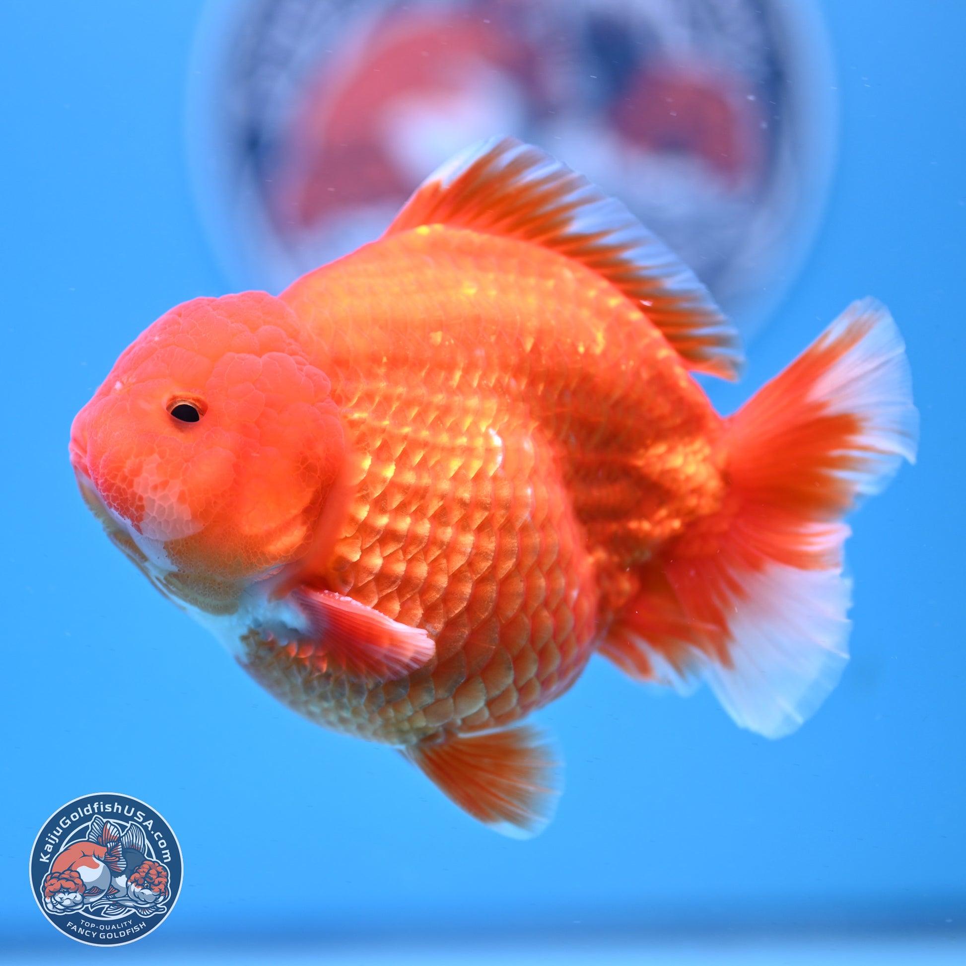 Classic Red YuanBao Oranda 4-5 inches (240920_OR02) - Kaiju Goldfish USA