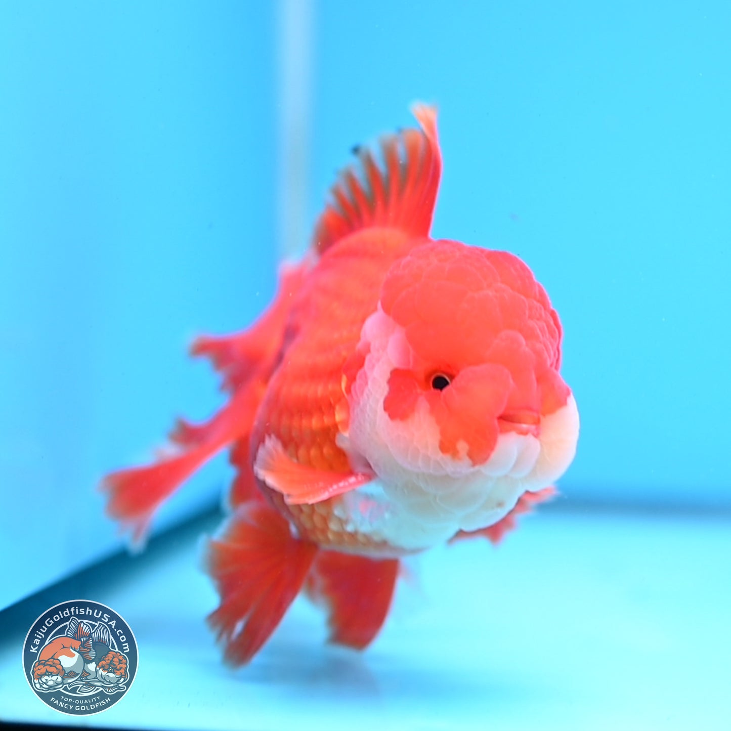 Red White Rose Tail Oranda 3.8 inches Body - Male (250314_OR02)