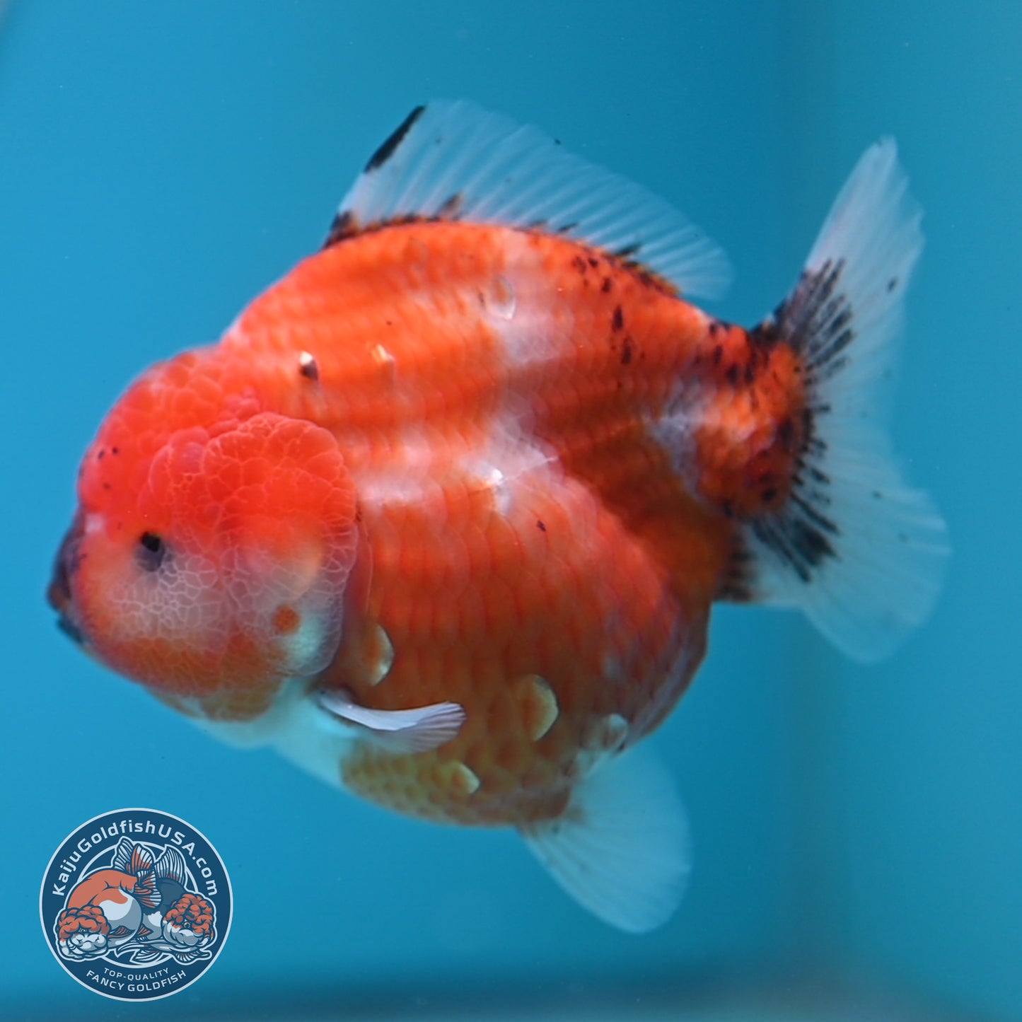 Shogun Tricolor Sakura Oranda 3.5 inches Body (250606_OR02)