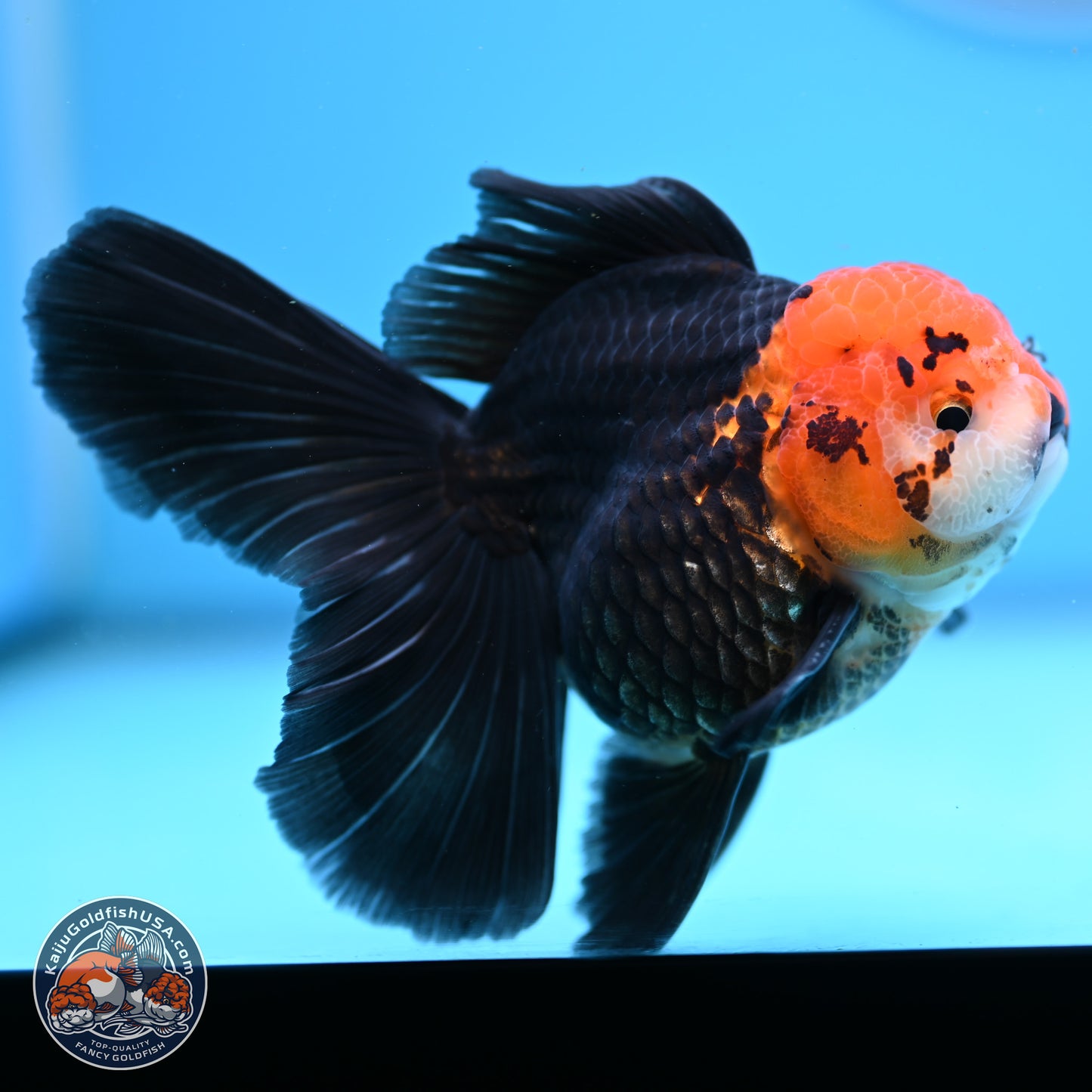 Apache Rose Tail Oranda 3.25in Body (240830_OR02) - Kaiju Goldfish USA