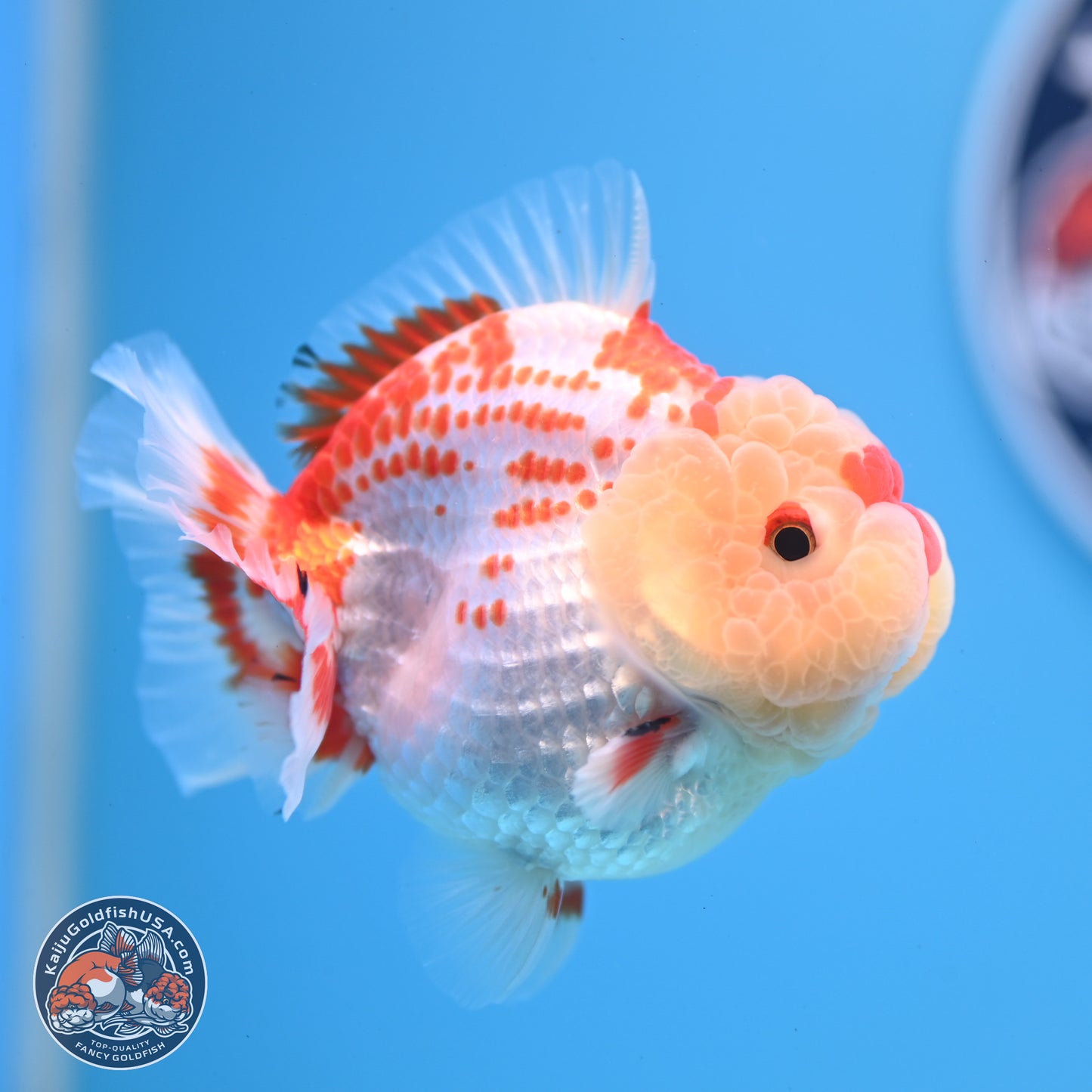 Deer Spot Red White YuanBao Oranda 3.25 inches Body - Male (241227_OR02) - Kaiju Goldfish USA