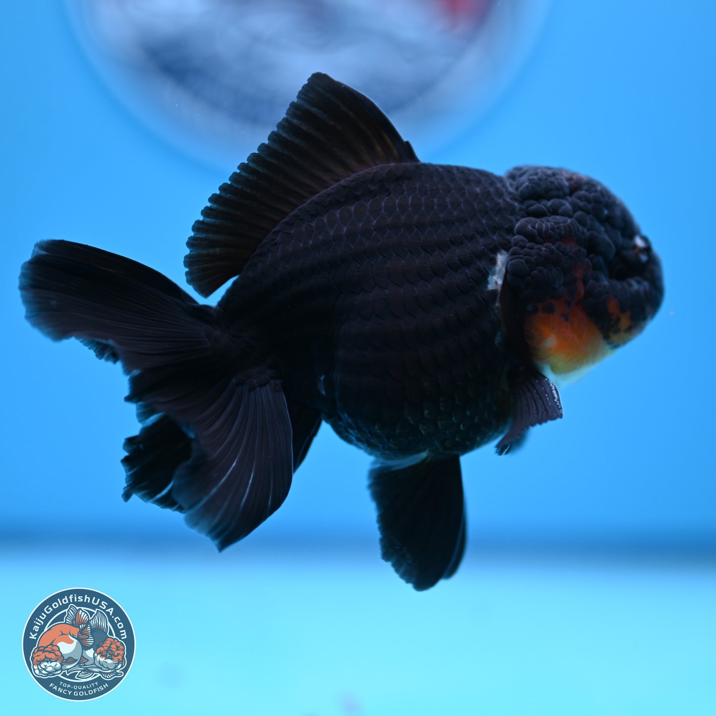 Tricolor Oranda 3.5in body (240809_OR02) - Kaiju Goldfish USA