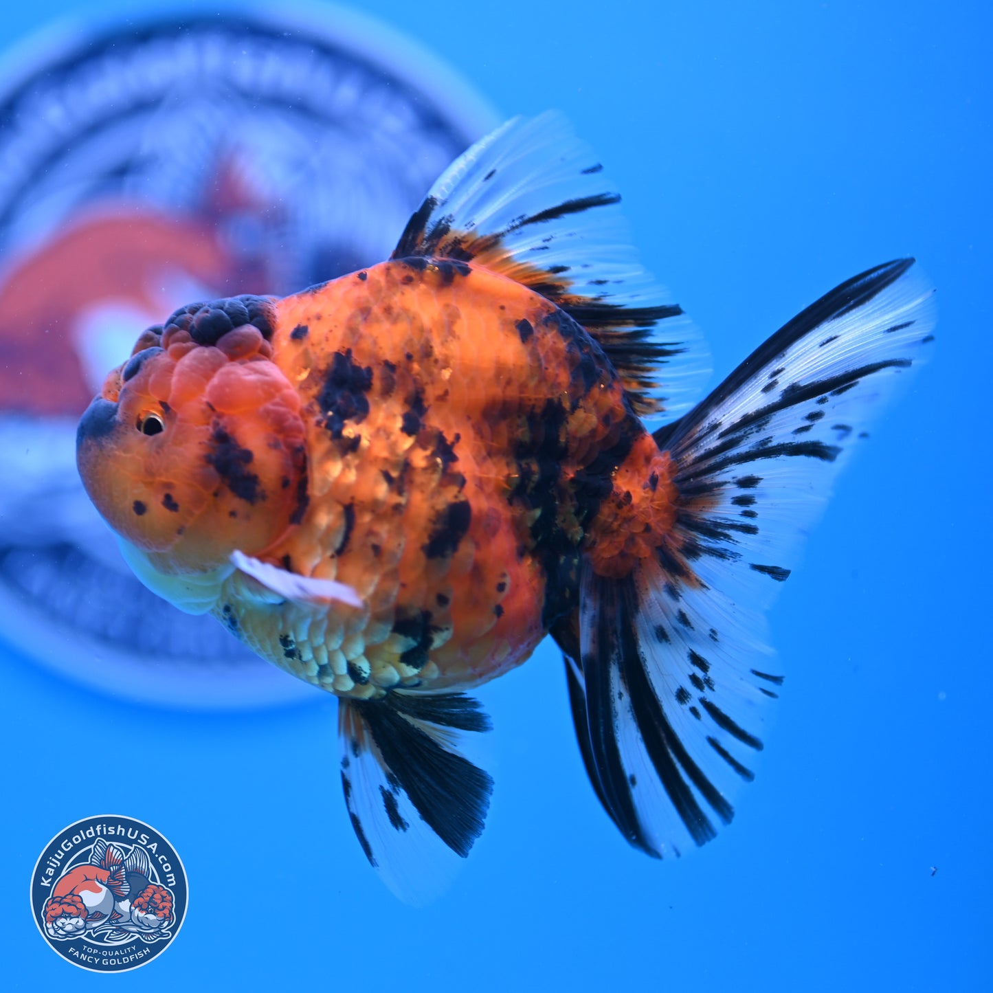 Shogun Tiger Rose Tail Oranda 3.5in Body (240802_OR02) - Kaiju Goldfish USA