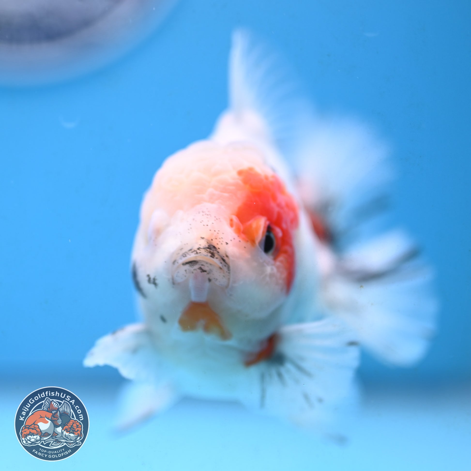 Tricolor Sakura Oranda 4.5 inches Body - Male (250117_OR02) - Kaiju Goldfish USA