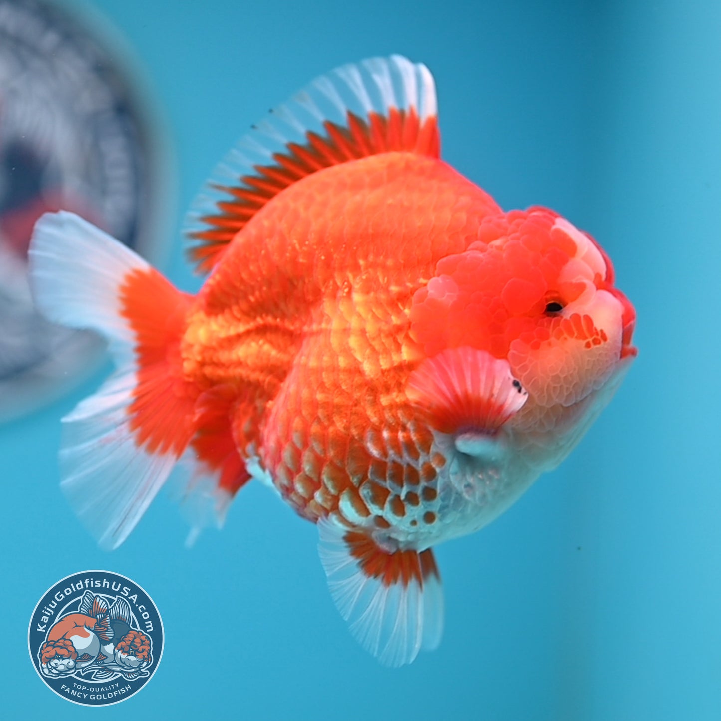 Red White Oranda 3.8 inches Body (250530_OR02)