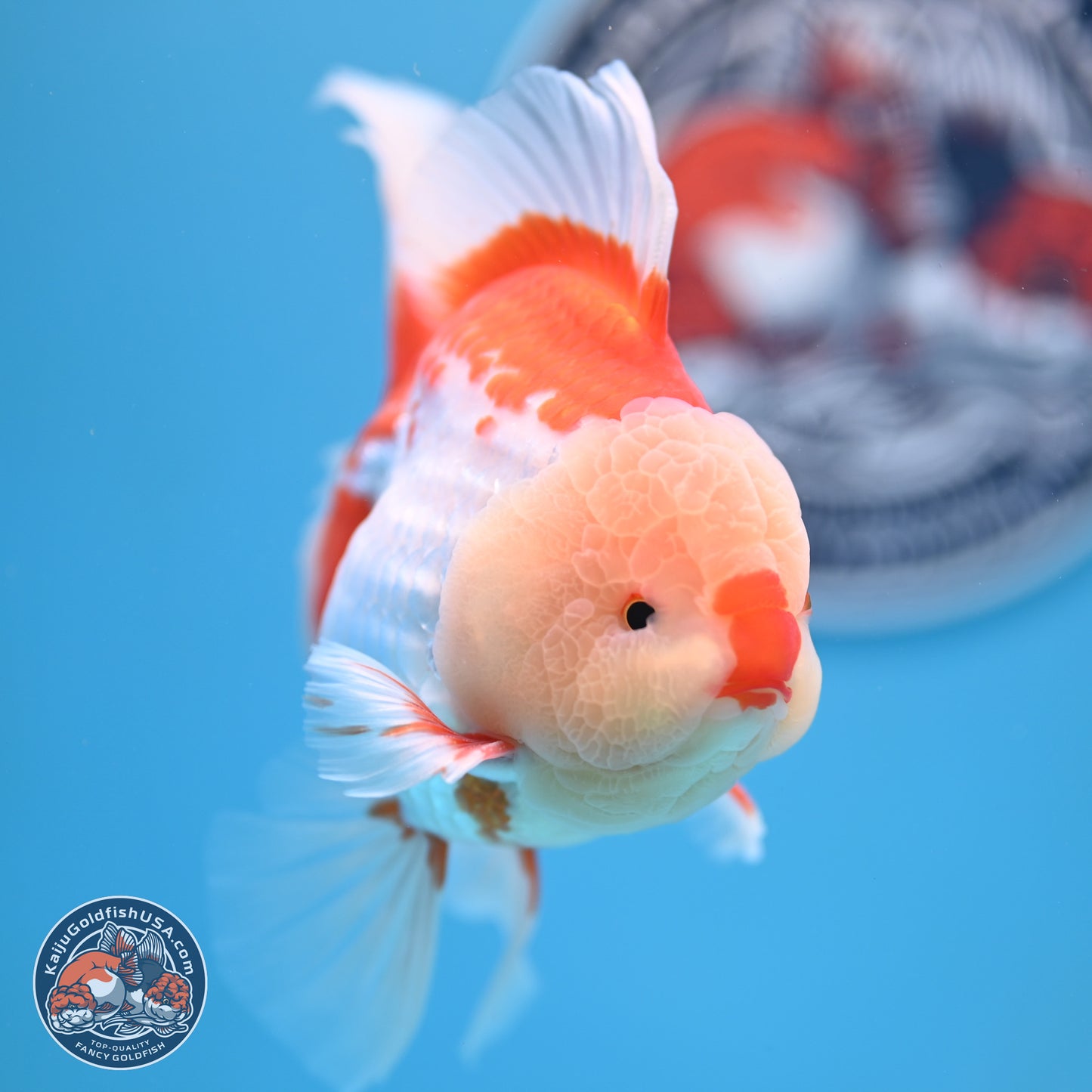 Red White Rose Tail Oranda 4-6 inches (240906_OR02) - Kaiju Goldfish USA