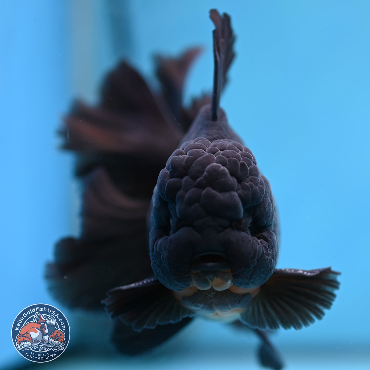 Black Orchid Tail Oranda 3.5 inches Body - Male (250228_OR02)