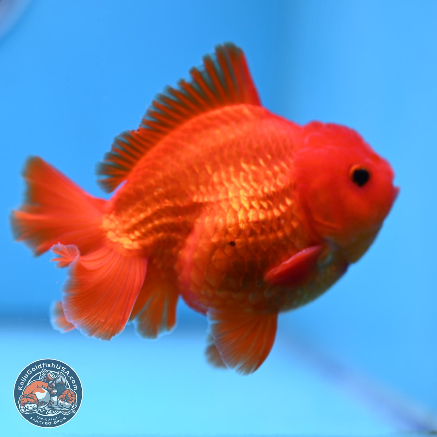Classic Red YuanBao Oranda 4 inches Body - Male (250307_OR02)