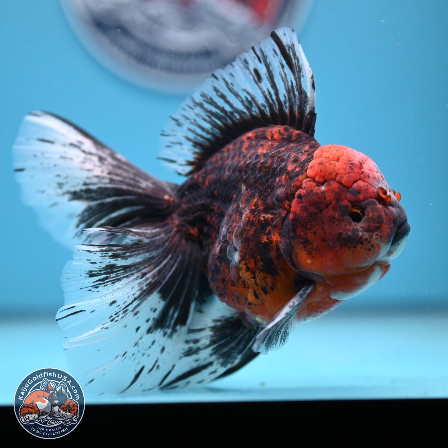 Red Kirin Rose Tail Oranda 6.5 inches - Male (241206_OR02) - Kaiju Goldfish USA