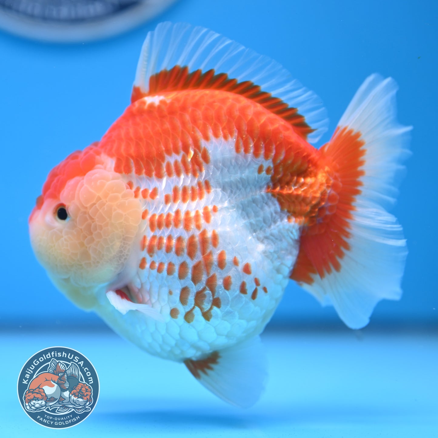 Deer Spot Red White Oranda 4 inches Body (250523_OR02)