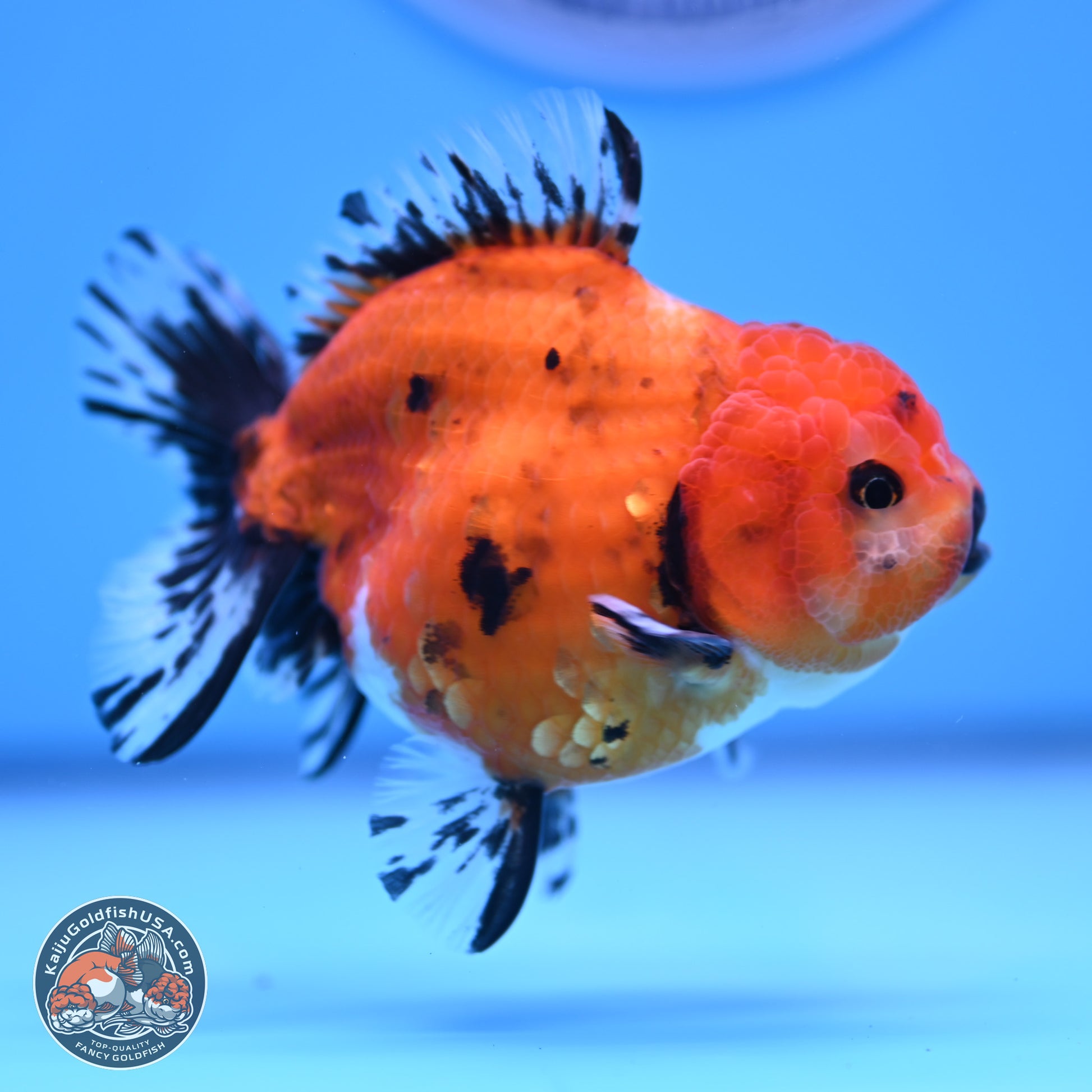 Shogun Tricolor Short Tail Oranda 3.5in Body (240816_OR02) - Kaiju Goldfish USA