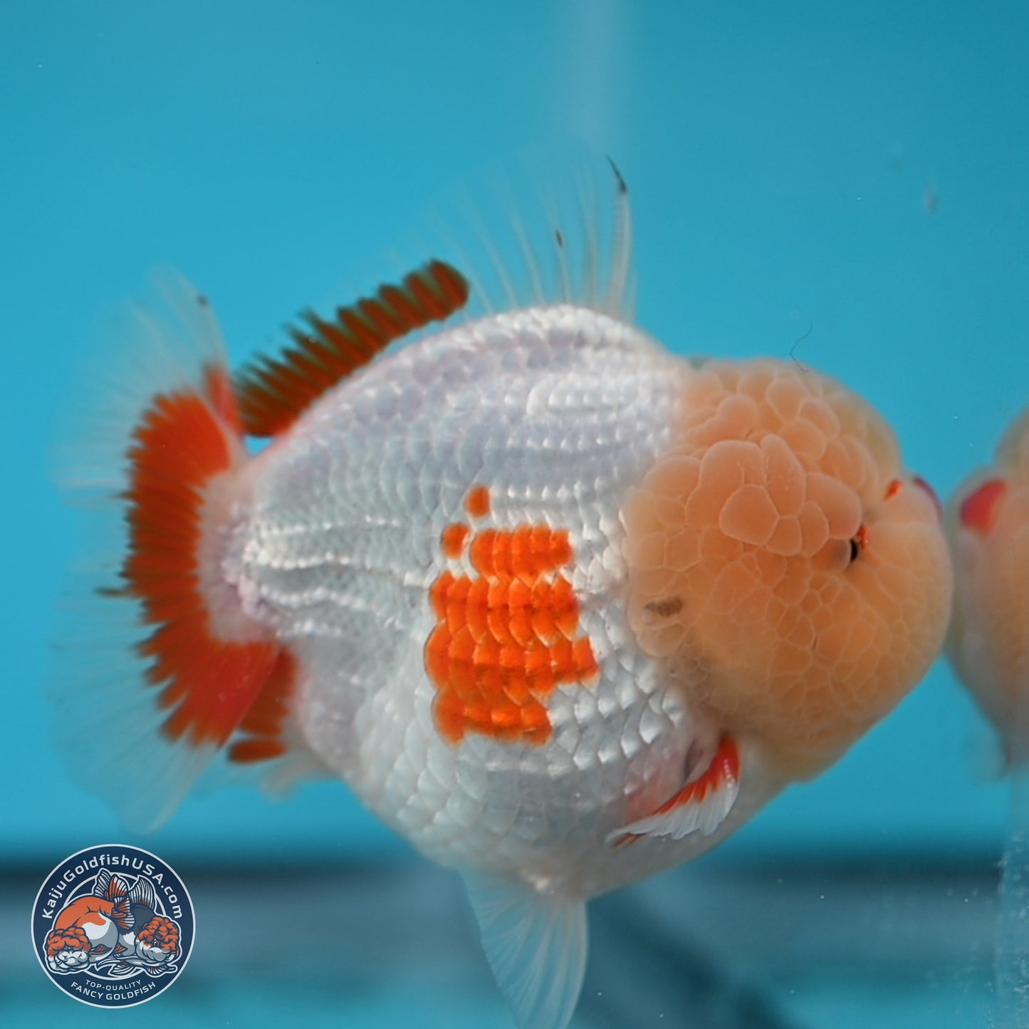 Jade Head Red White YuanBao Oranda 3.75 inches Body - Male (250131_OR02)