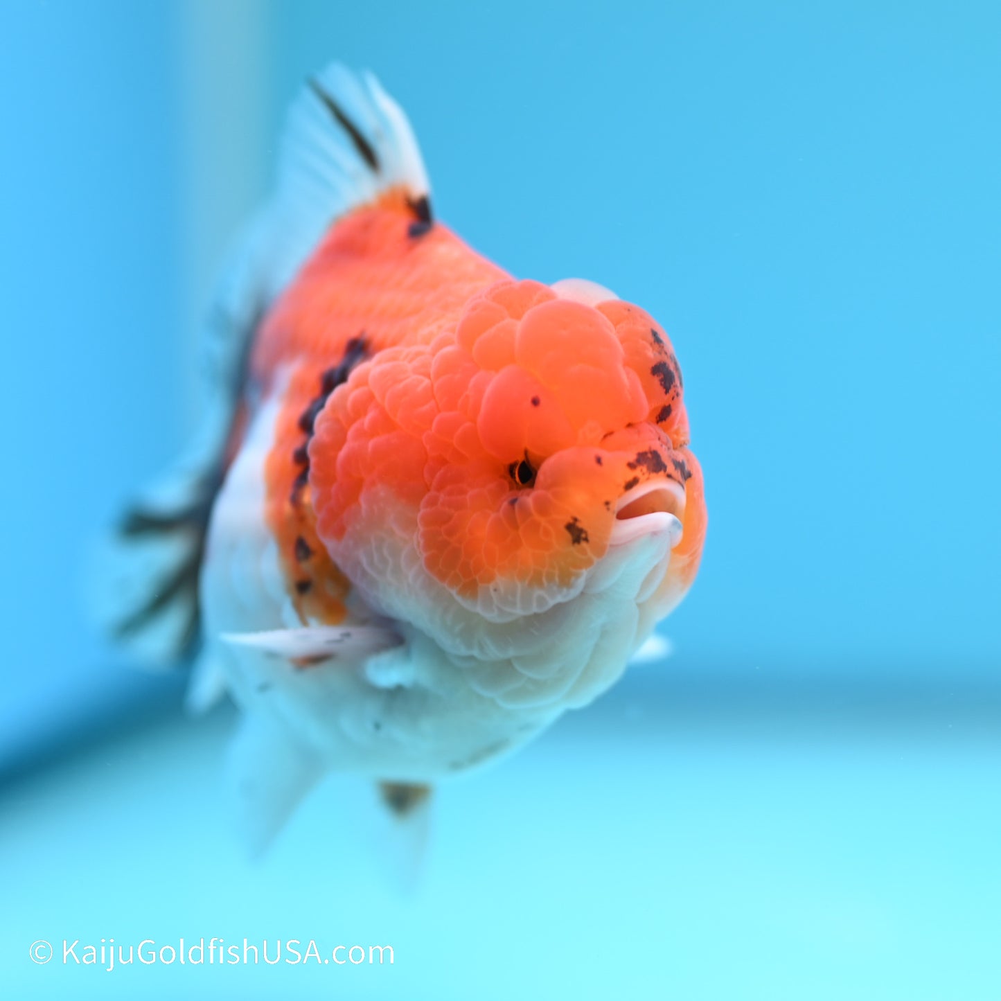 Tricolor Sakura YuanBao Oranda 3.5 inches (240517_OR02) - Kaiju Goldfish USA