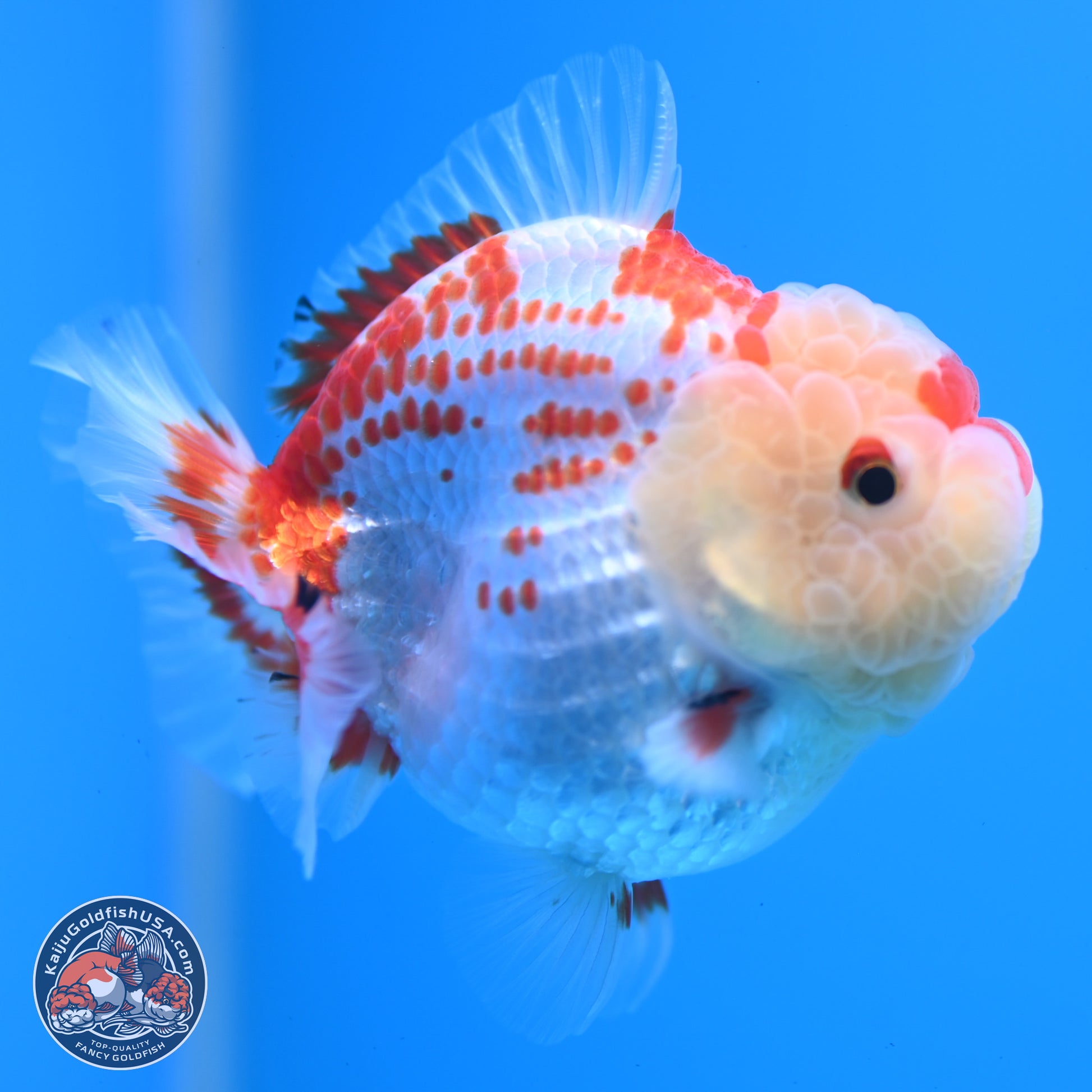 Deer Spot Red White YuanBao Oranda 3.25 inches Body - Male (241227_OR02) - Kaiju Goldfish USA