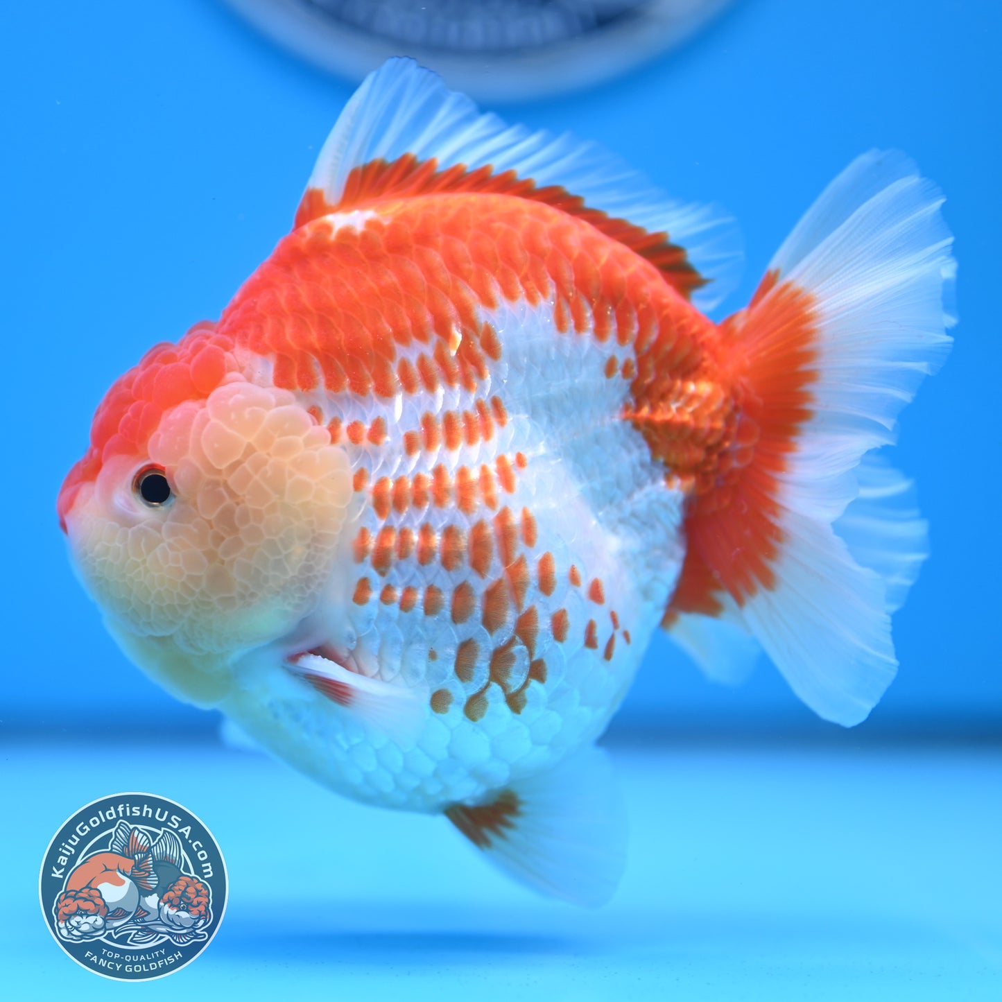 Deer Spot Red White Oranda 4 inches Body (250523_OR02)