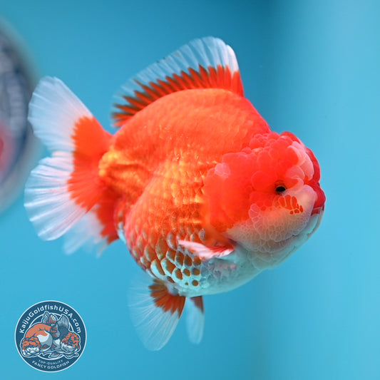 Red White Oranda 3.8 inches Body (250530_OR02)