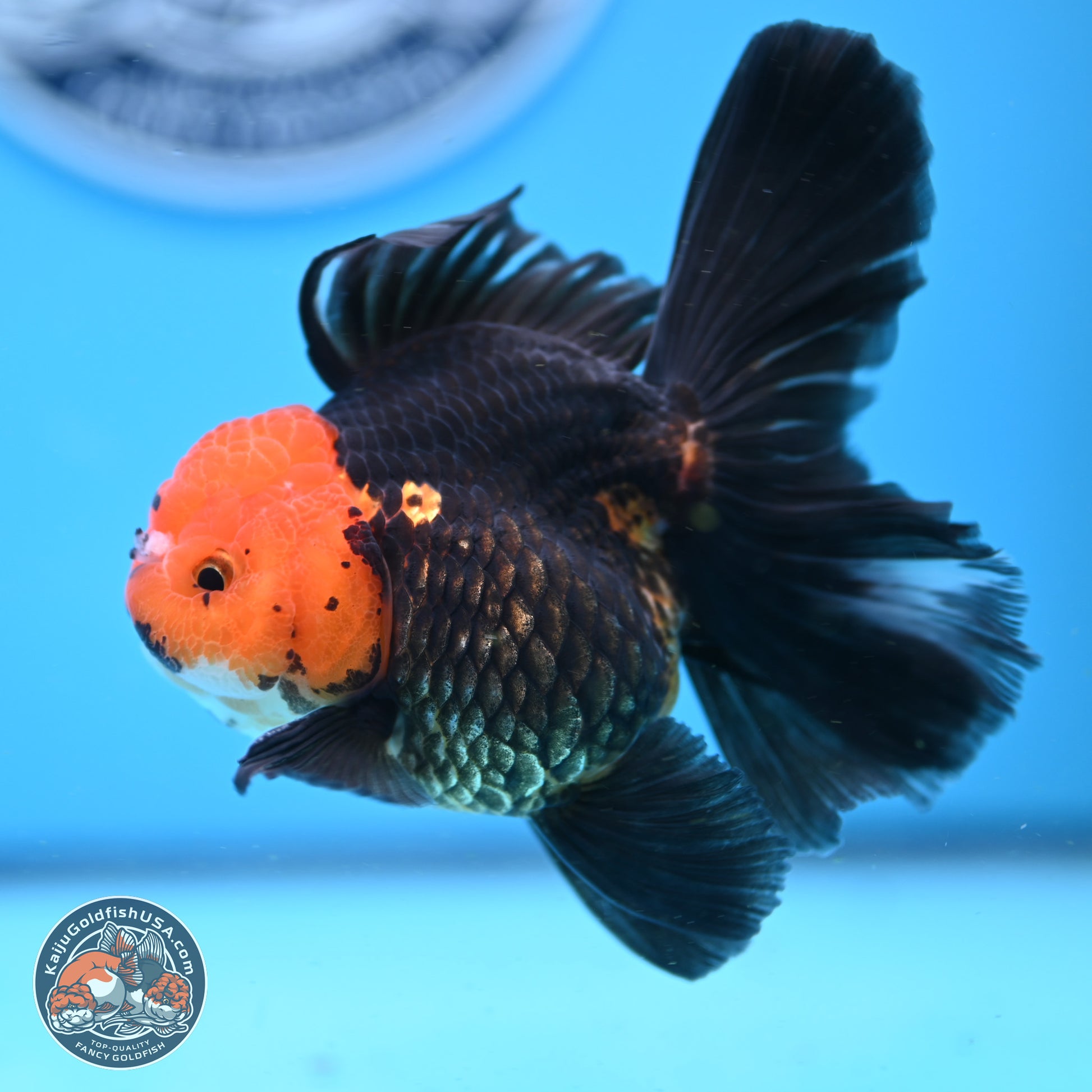 Apache Rose Tail Oranda 3.25in Body (240830_OR02) - Kaiju Goldfish USA