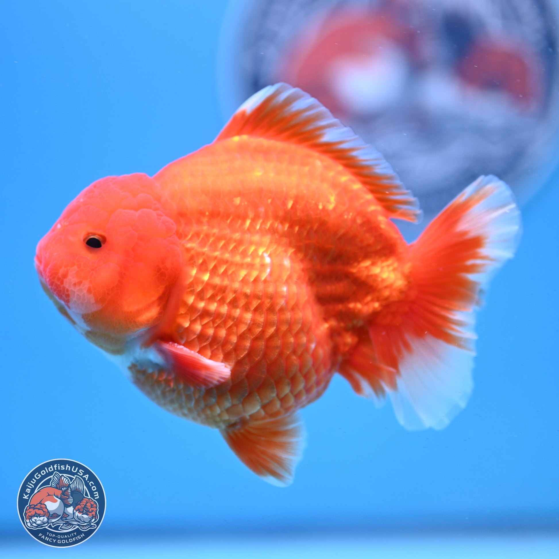 Classic Red YuanBao Oranda 4-5 inches (240920_OR02) - Kaiju Goldfish USA