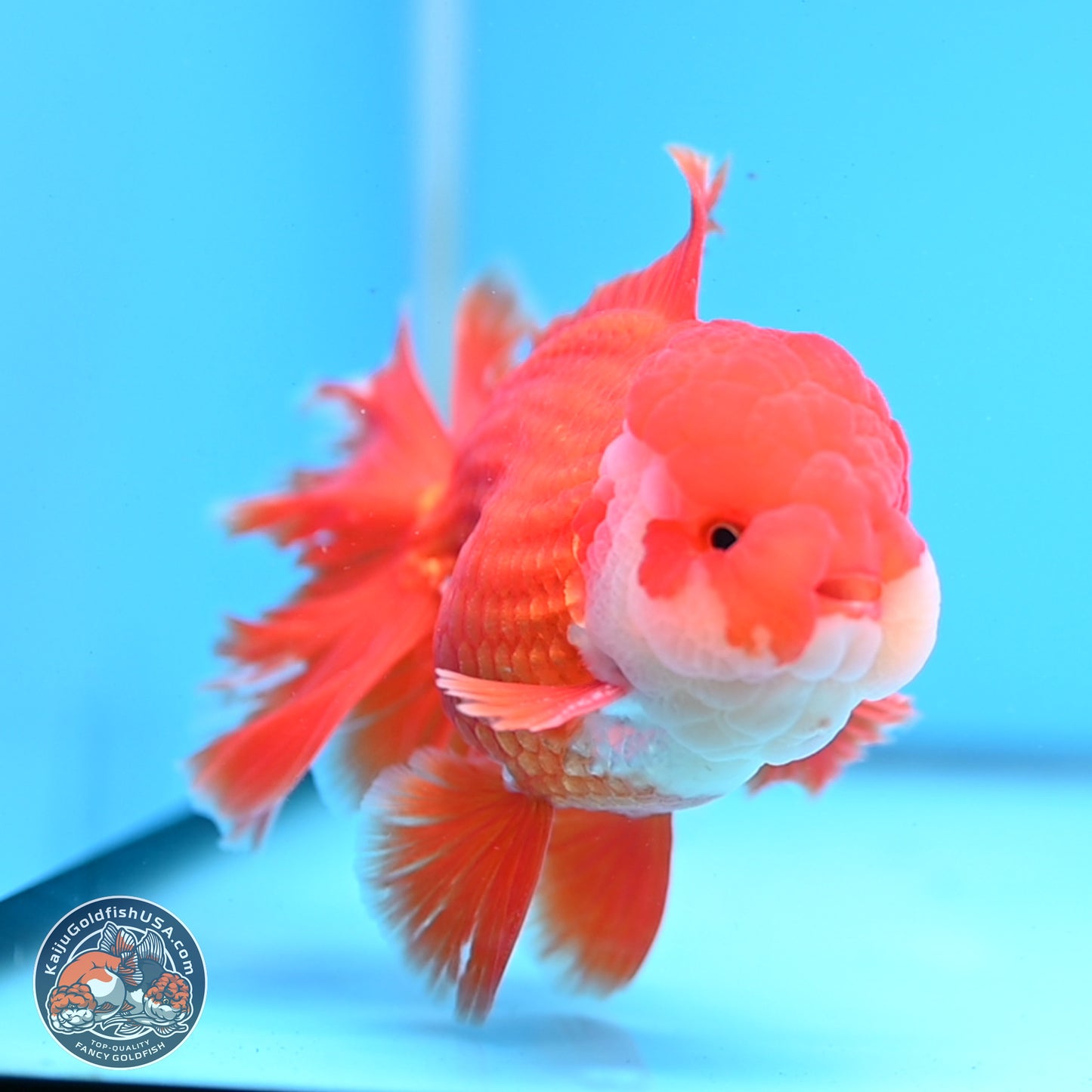 Red White Rose Tail Oranda 3.8 inches Body - Male (250314_OR02)