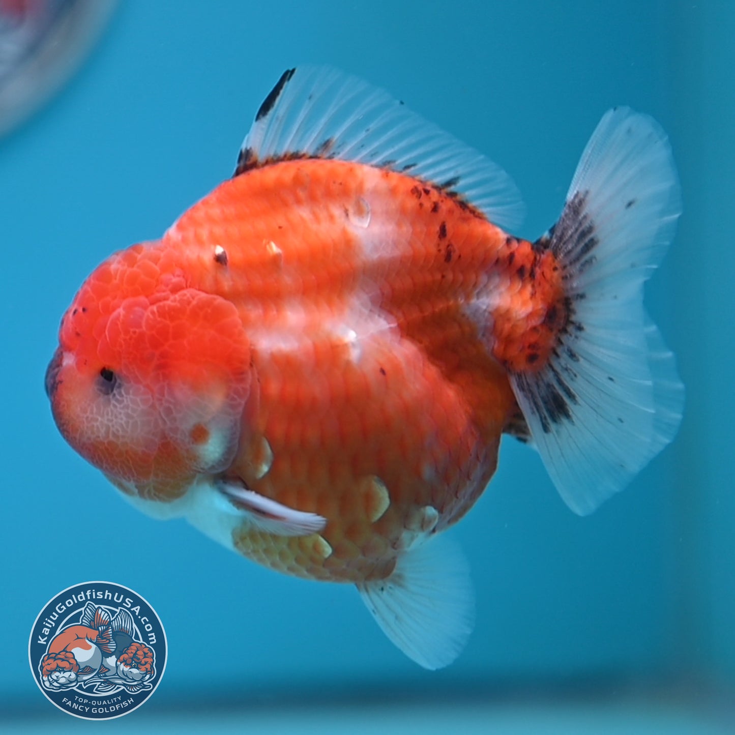 Shogun Tricolor Sakura Oranda 3.5 inches Body (250606_OR02)