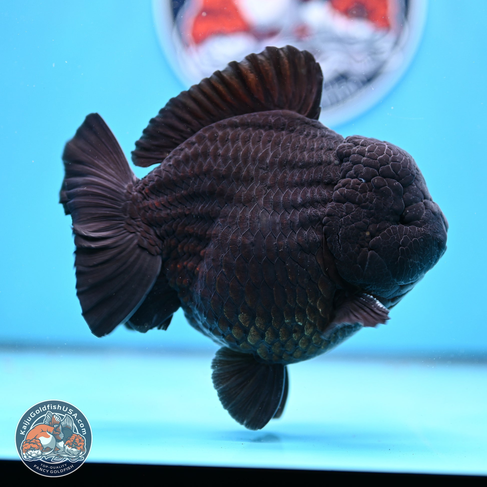 Jumbo Shogun Godzilla Jet Black Oranda 5in Body (240823_OR2) - Overnight shipping only - Kaiju Goldfish USA