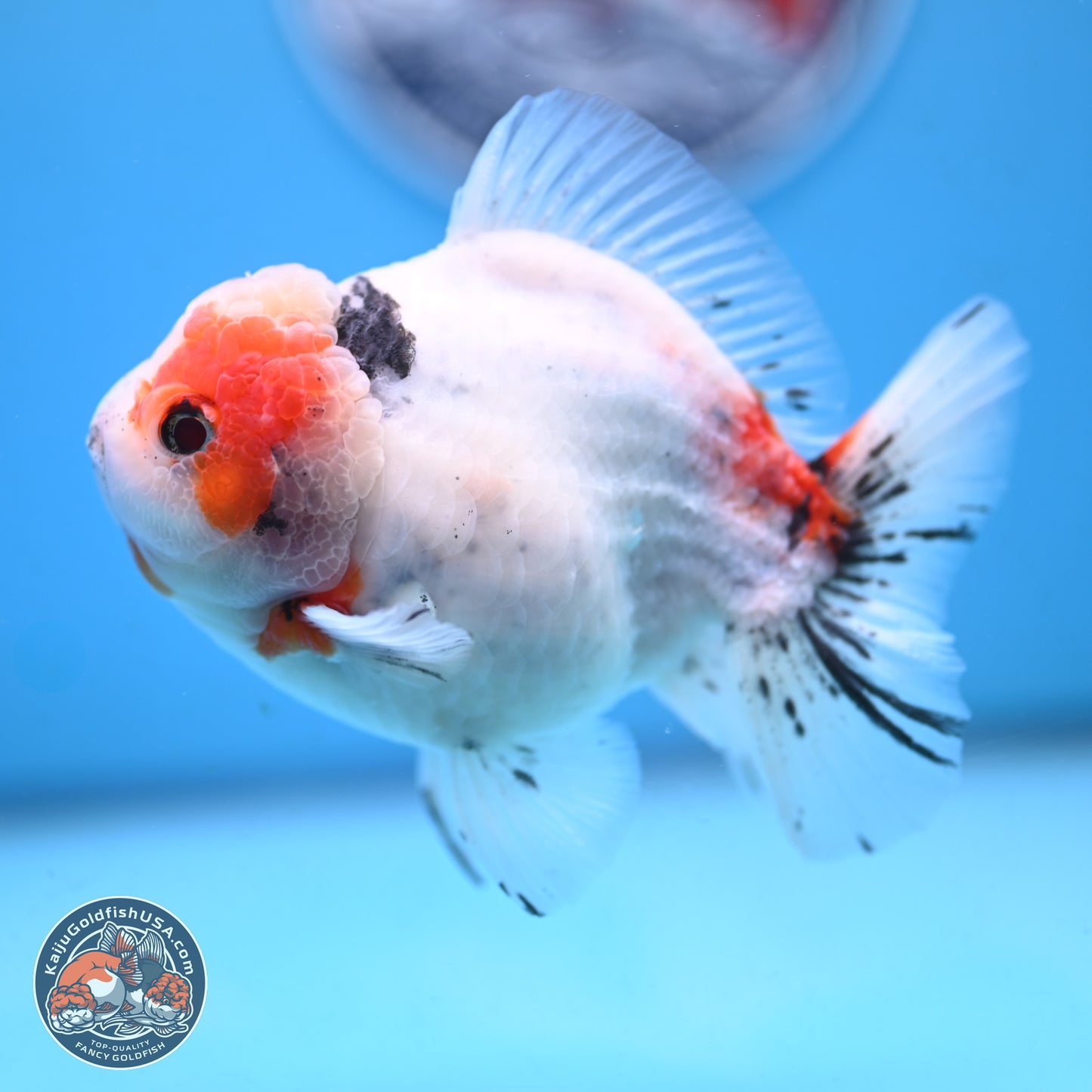 Tricolor Sakura Oranda 4.5 inches Body - Male (250117_OR02) - Kaiju Goldfish USA