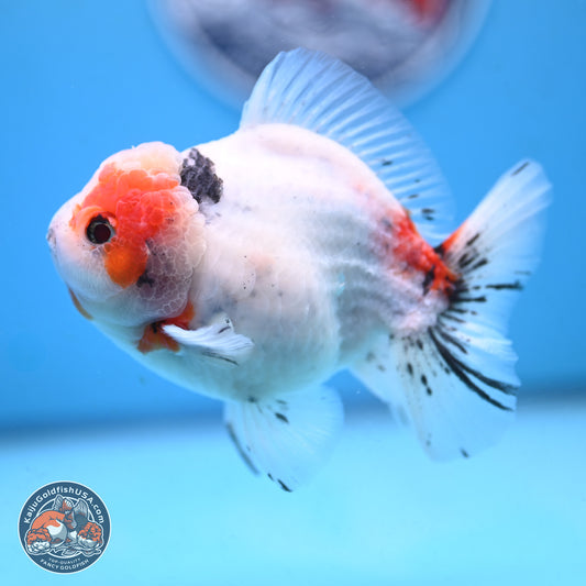 Tricolor Sakura Oranda 4.5 inches Body - Male (250117_OR02) - Kaiju Goldfish USA