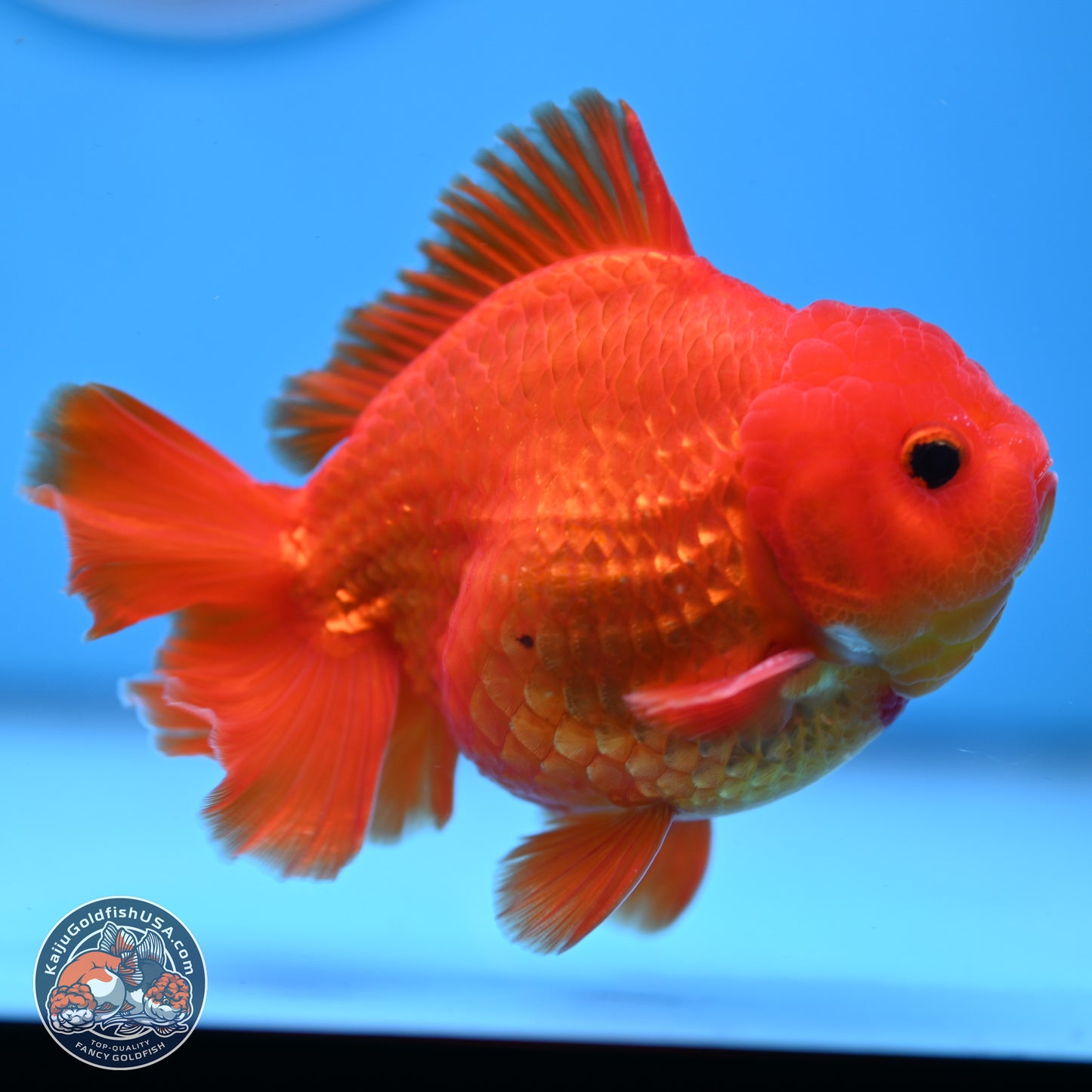 Classic Red YuanBao Oranda 4 inches Body - Male (250307_OR02)
