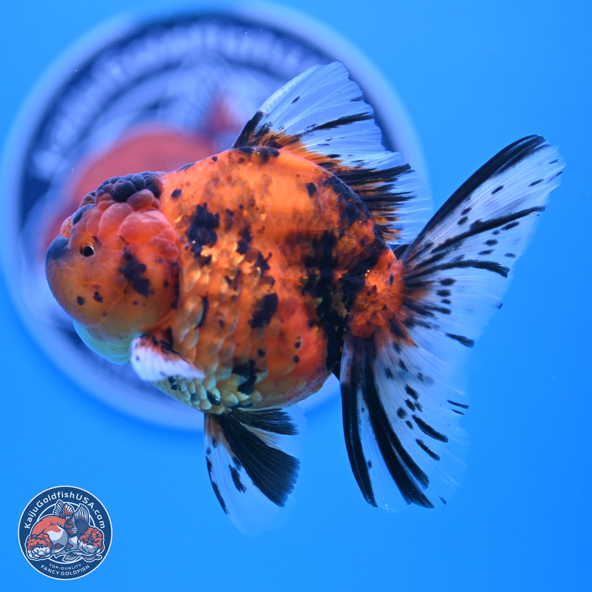 Shogun Tiger Rose Tail Oranda 3.5in Body (240802_OR02) - Kaiju Goldfish USA