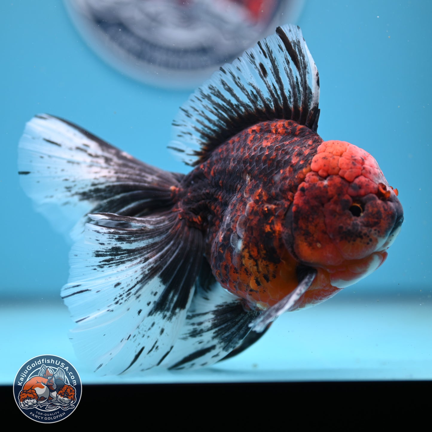 Red Kirin Rose Tail Oranda 6.5 inches - Male (241206_OR02) - Kaiju Goldfish USA