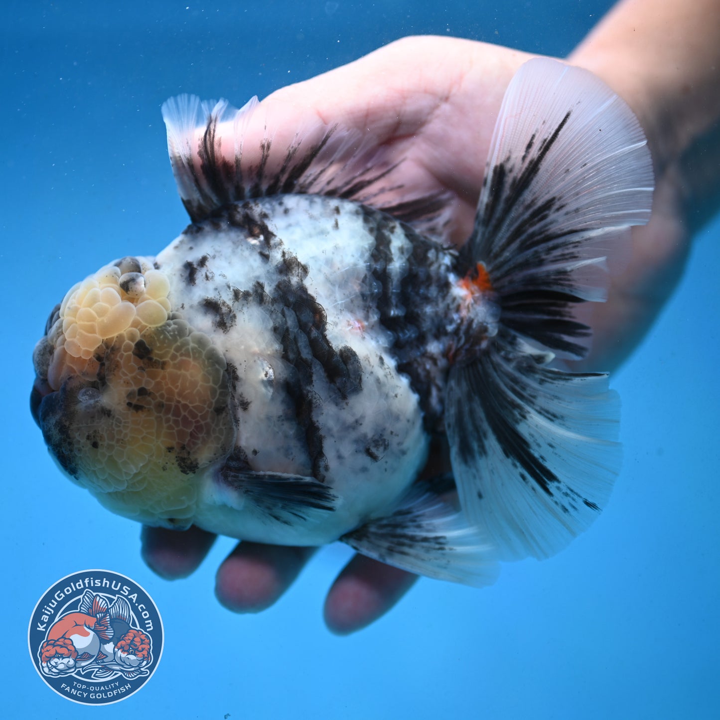 White Tiger Oranda 4 inch Body (250926_OR02)