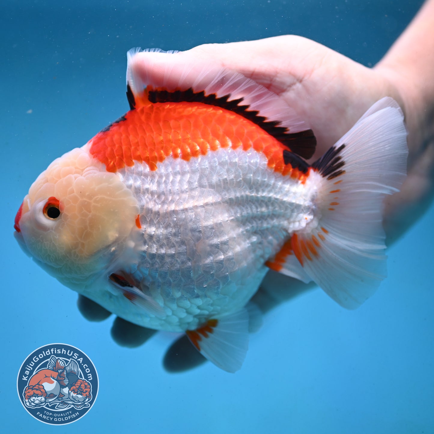 Jumbo Tricolor Oranda 5 inch Body (251003_OR02)